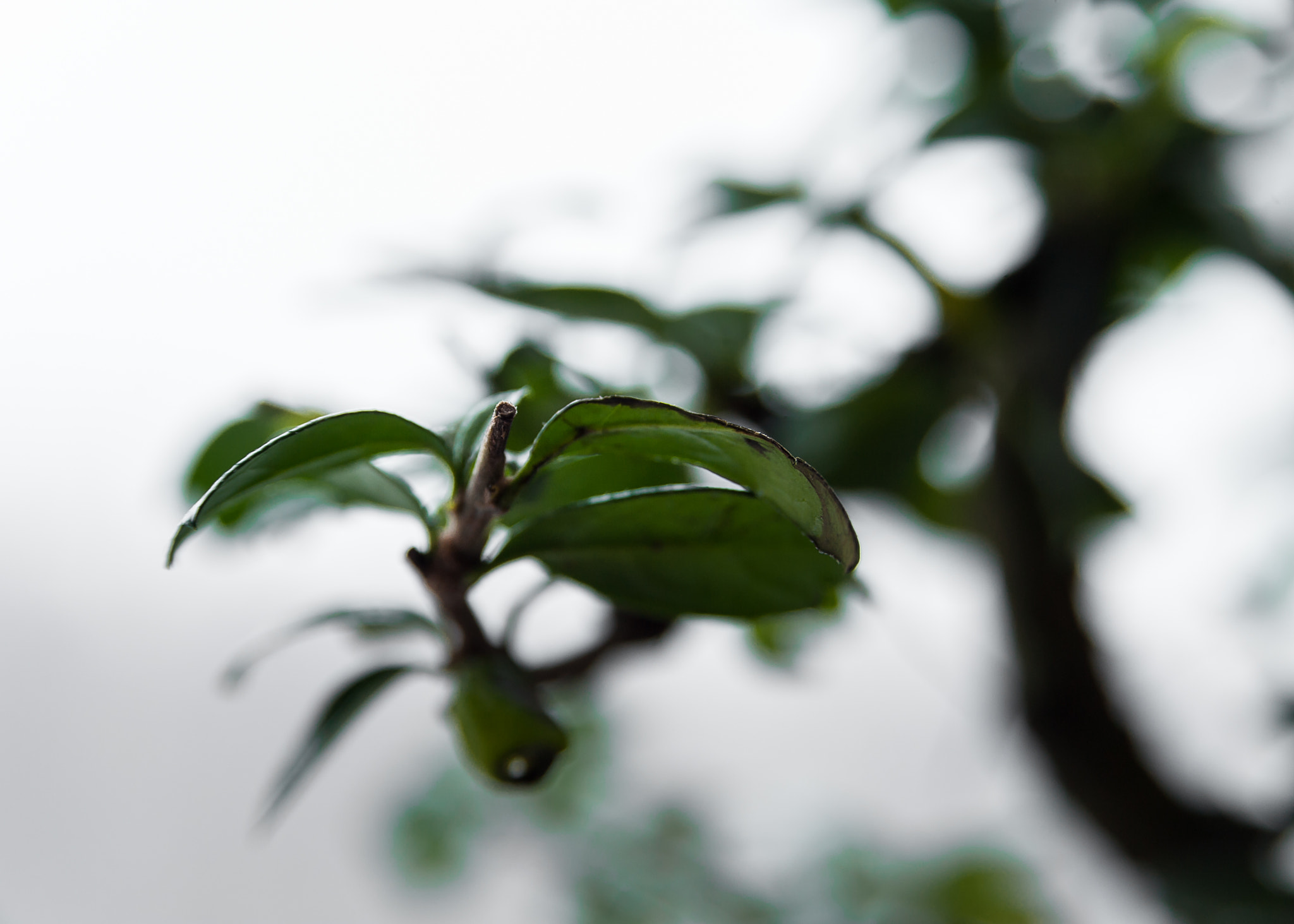 AF Zoom-Nikkor 28-105mm f/3.5-4.5D IF sample photo. Bonsai tree photography