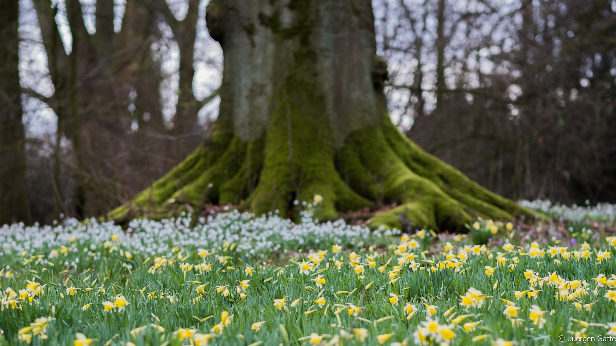 Fujifilm X-T2 + Fujifilm XF 56mm F1.2 R APD sample photo. Blumenwiese im frühling photography