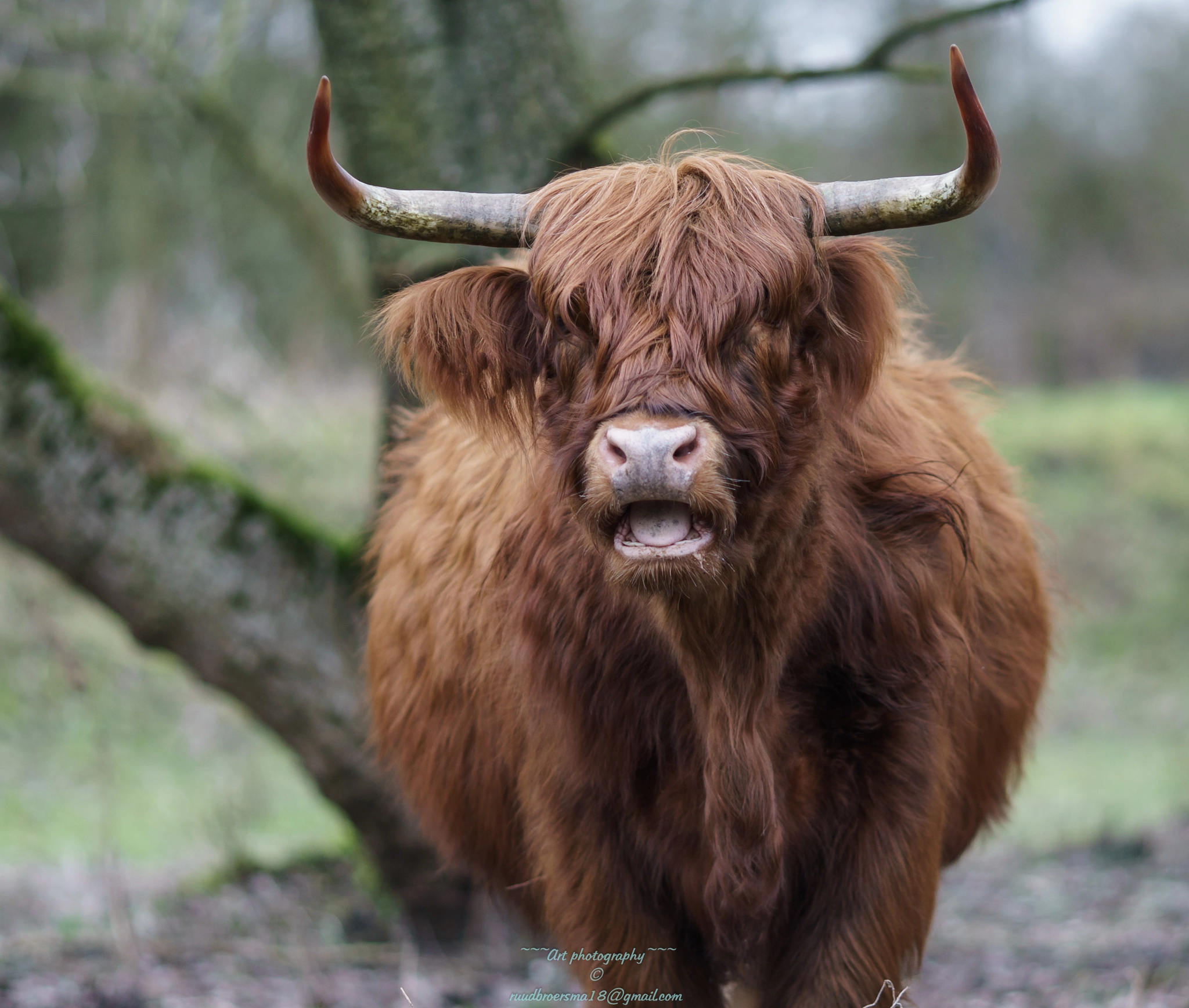 Sony a7 II + Canon EF 135mm F2L USM sample photo. Schotse hooglander (schots gaelisch bò ghàidhealach; schots kyloe) photography