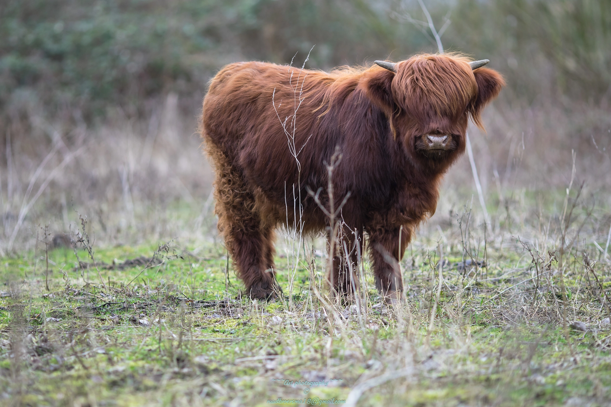 Sony a7 II + Canon EF 135mm F2L USM sample photo. Schotse hooglander (schots gaelisch) photography