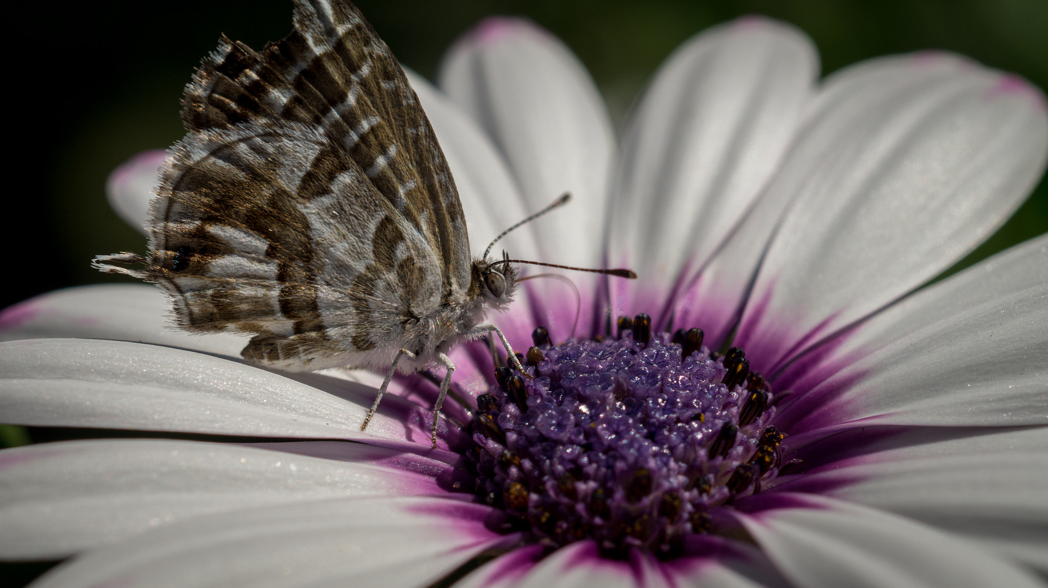 Sony SLT-A58 + MACRO 50mm F2.8 sample photo. Butterfly photography