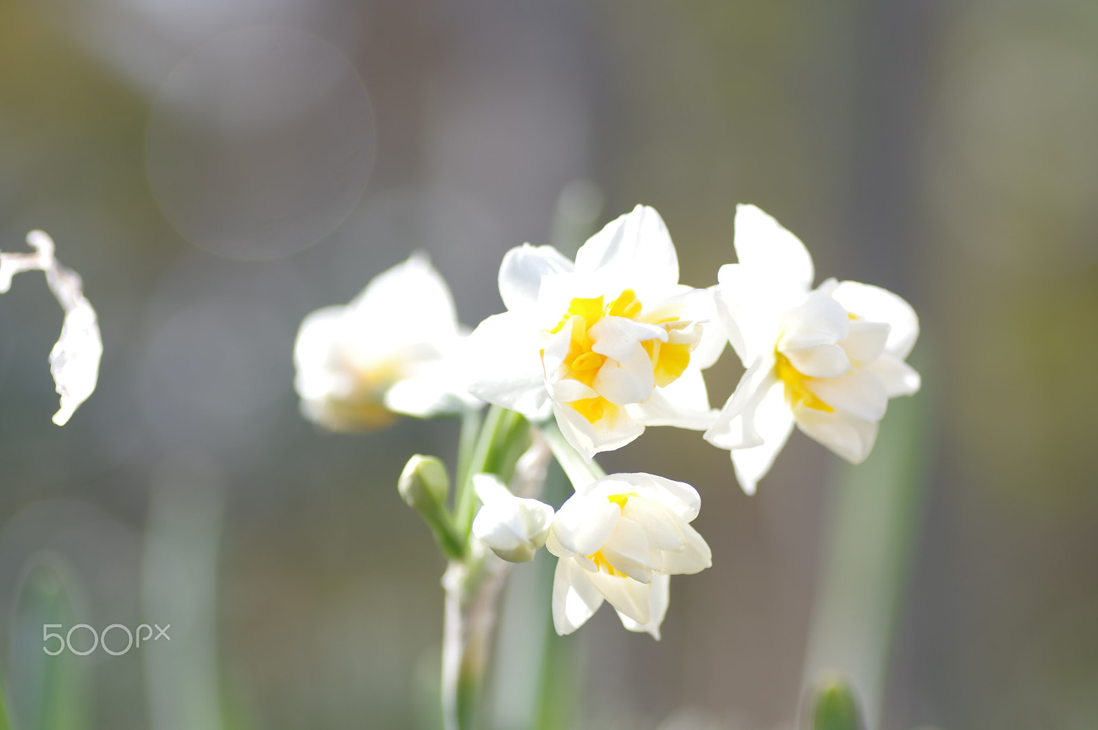 Tamron SP AF 90mm F2.8 Di Macro sample photo. Spring mood photography