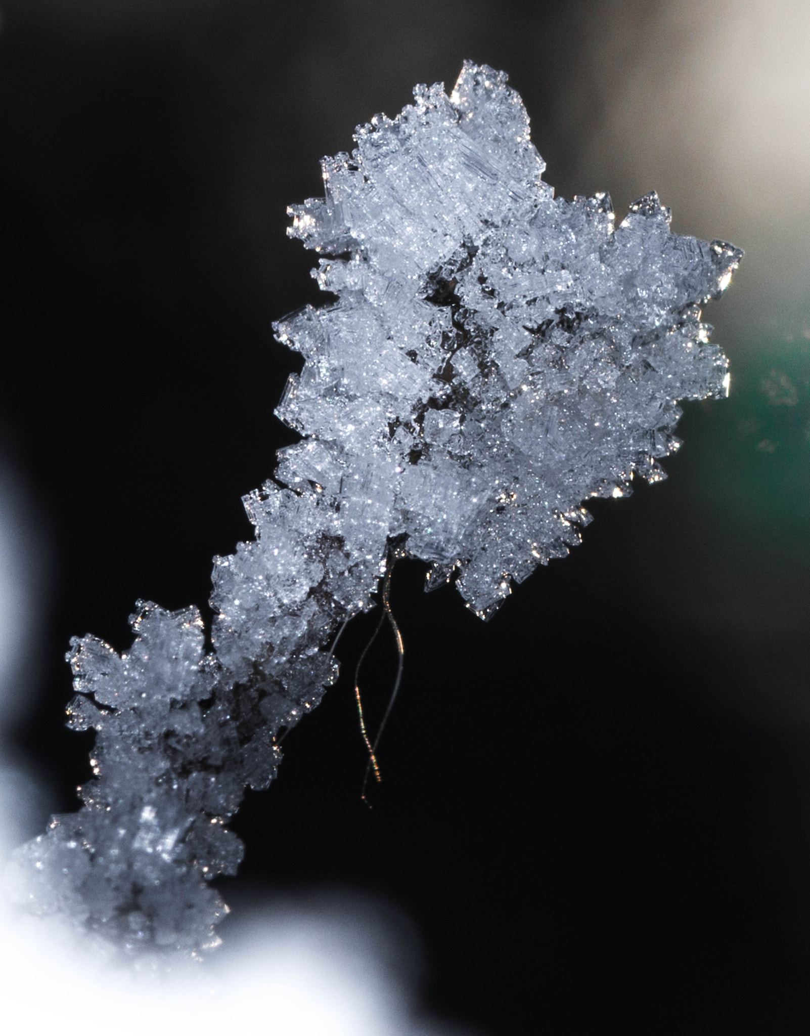 Sony SLT-A58 + 105mm F2.8 sample photo. Winter photography