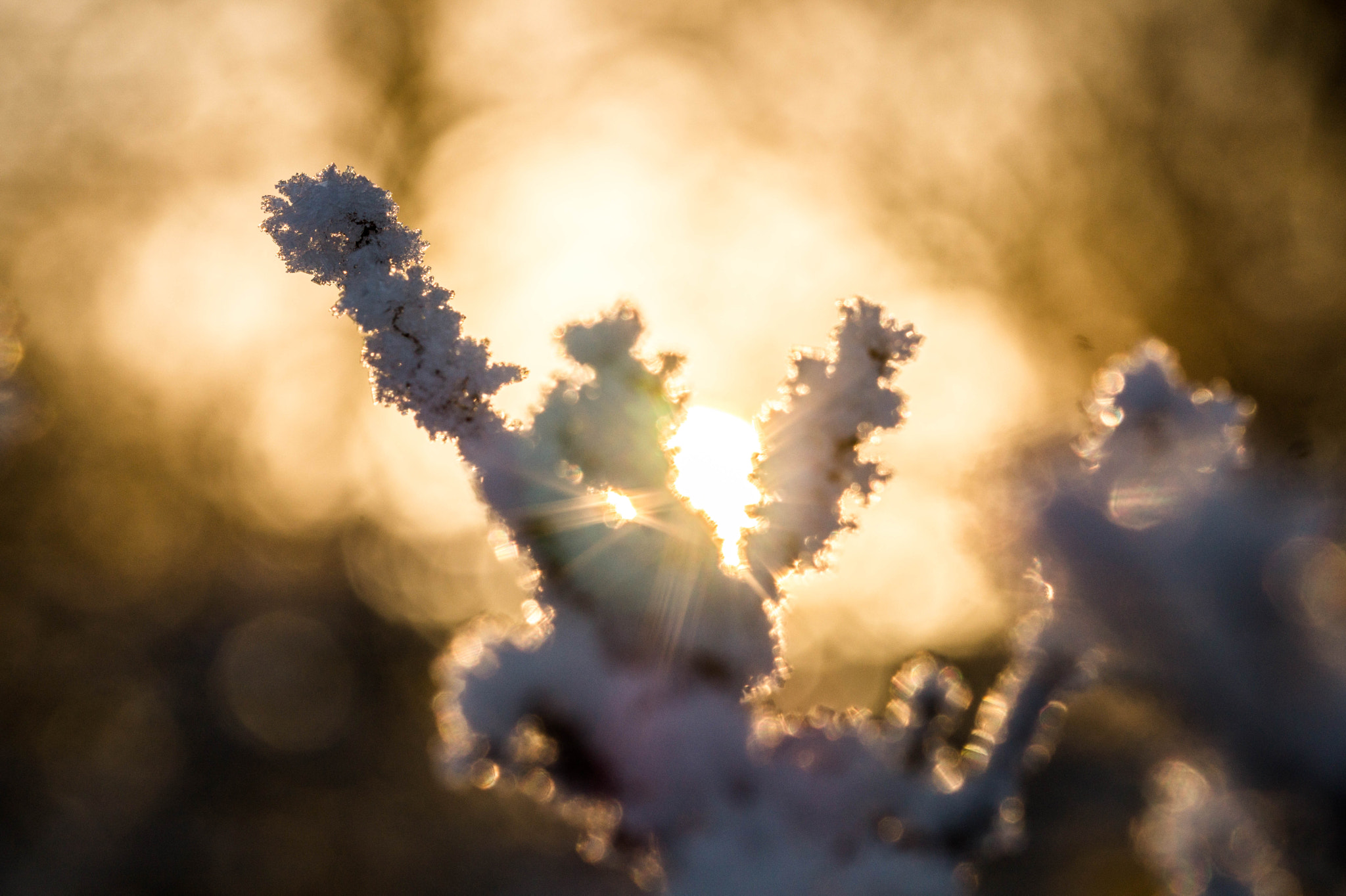 Sony SLT-A58 + 105mm F2.8 sample photo. Winter photography