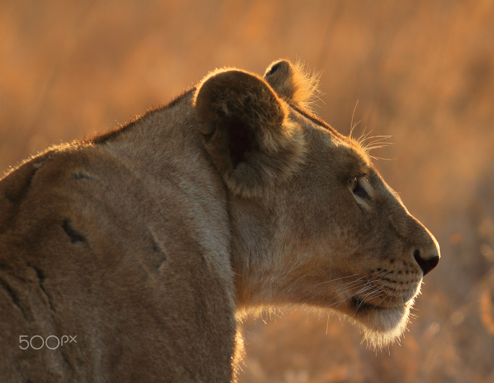 Canon EF 300mm F4L IS USM sample photo. "hunting" photography
