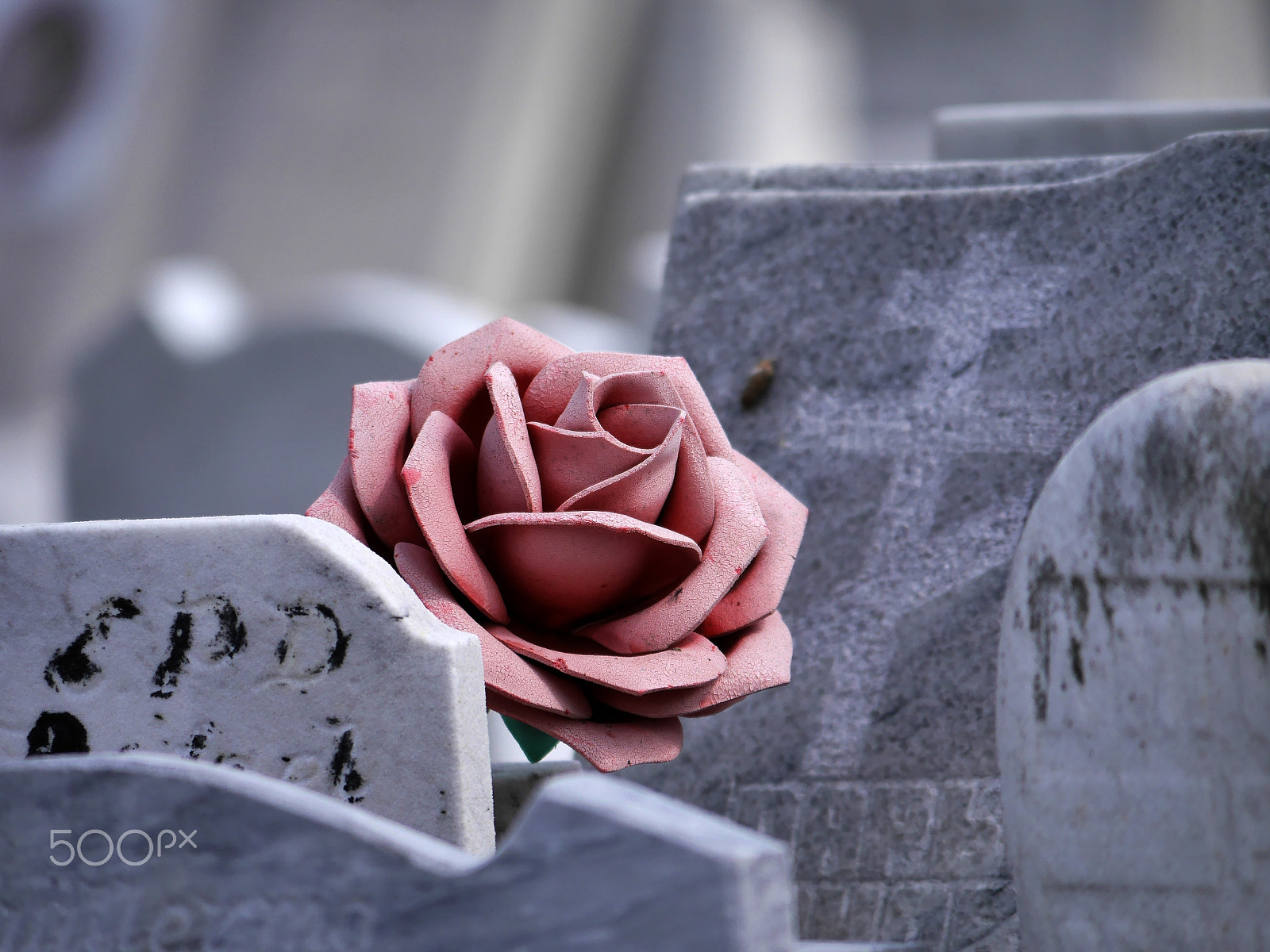 Panasonic Lumix DMC-G6 sample photo. Eine rose ist eine rose photography