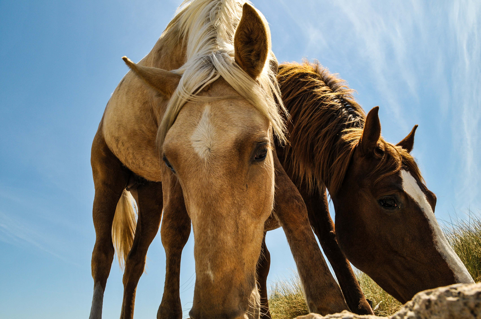 Nikon D300S sample photo. Horses photography