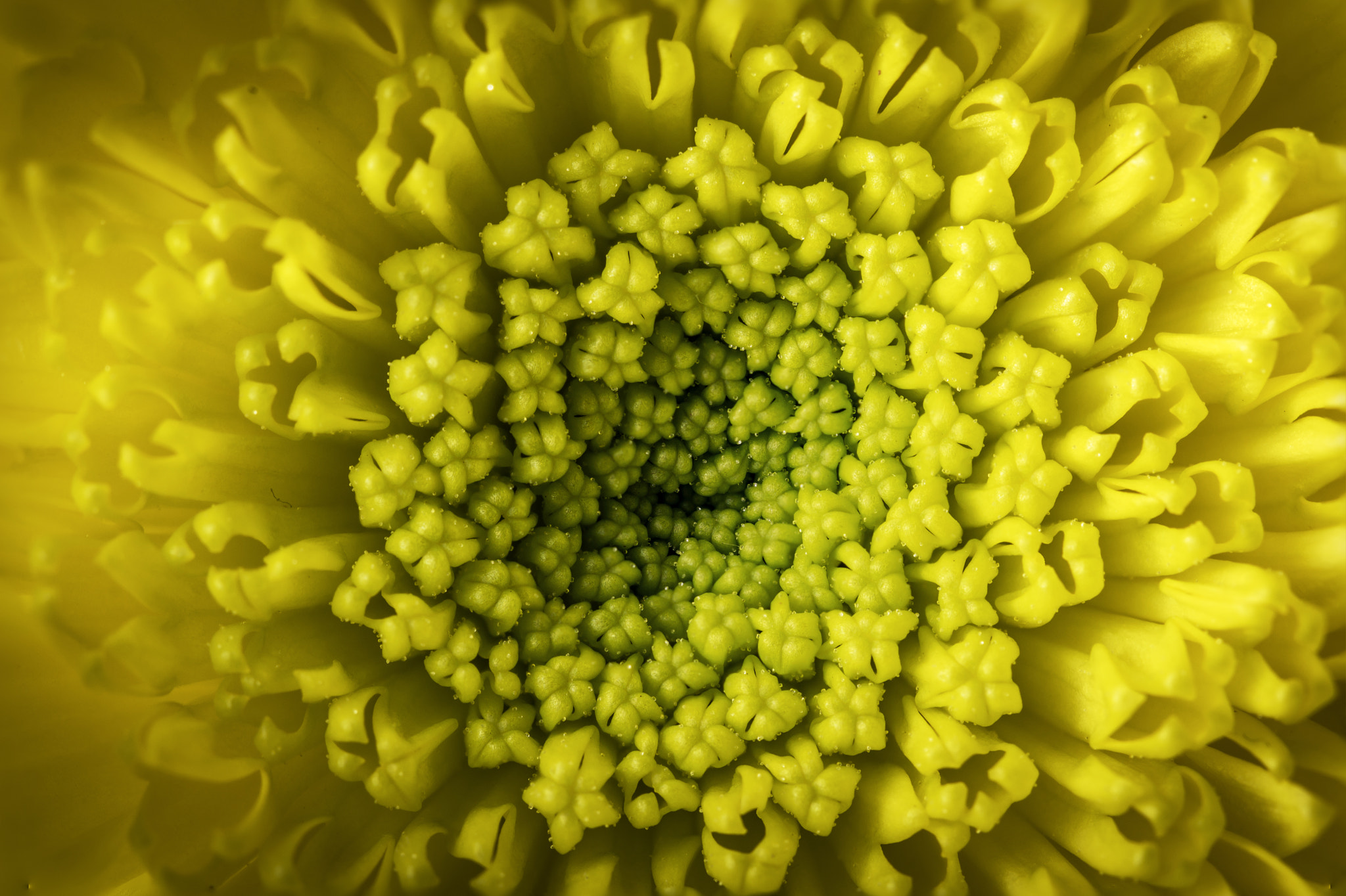 Canon EF 100mm F2.8 Macro USM sample photo. Blossom photography