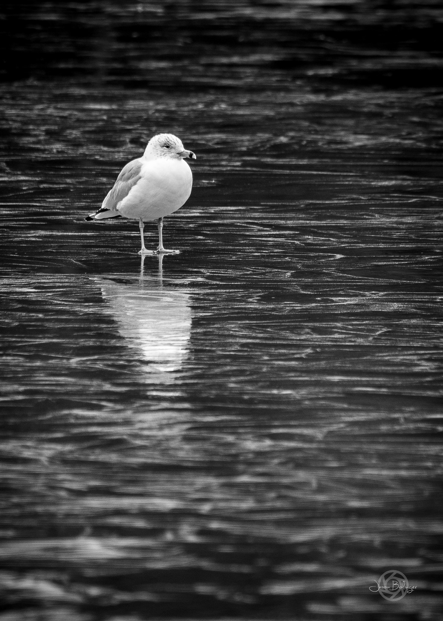 Nikon D7200 sample photo. Gull photography