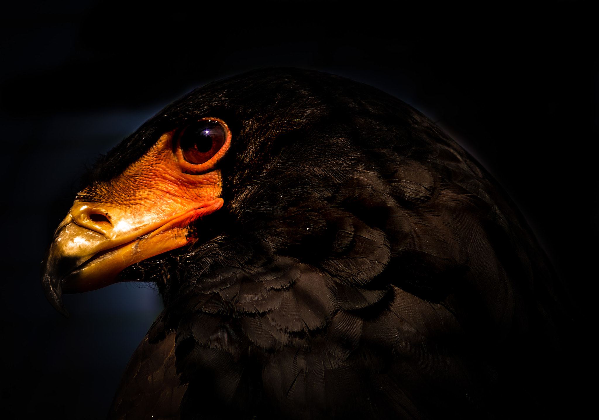 AF Nikkor 180mm f/2.8 IF-ED sample photo. Bateleur eagle profile photography