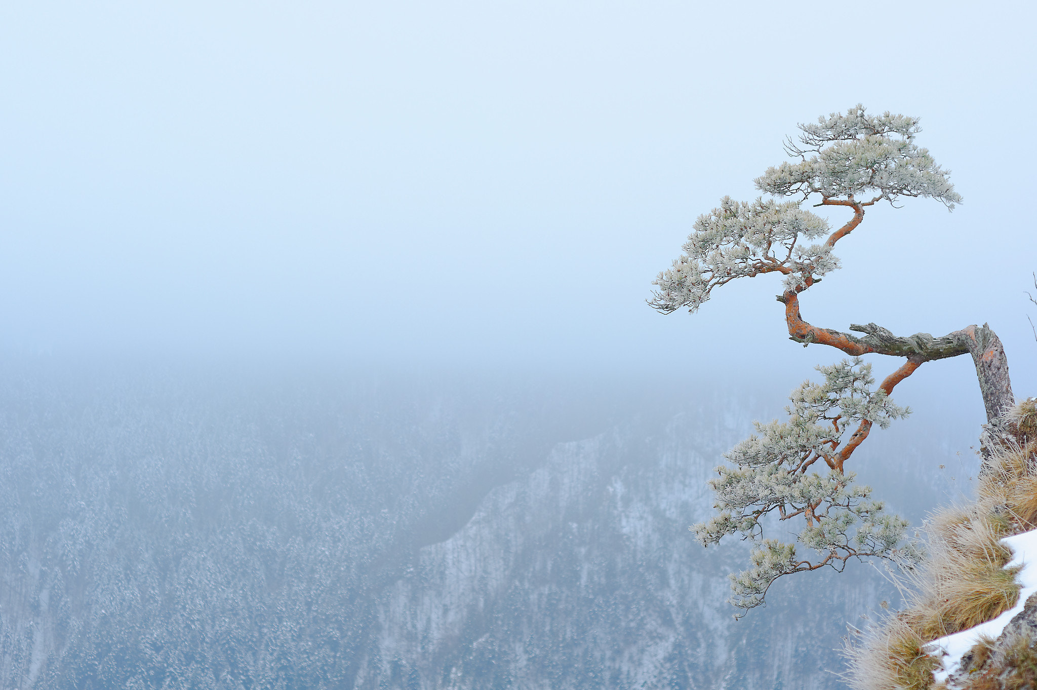 Nikon D700 + Nikon AF Nikkor 50mm F1.8D sample photo. Pine in fog - sokolica, pieniny mountains, poland photography