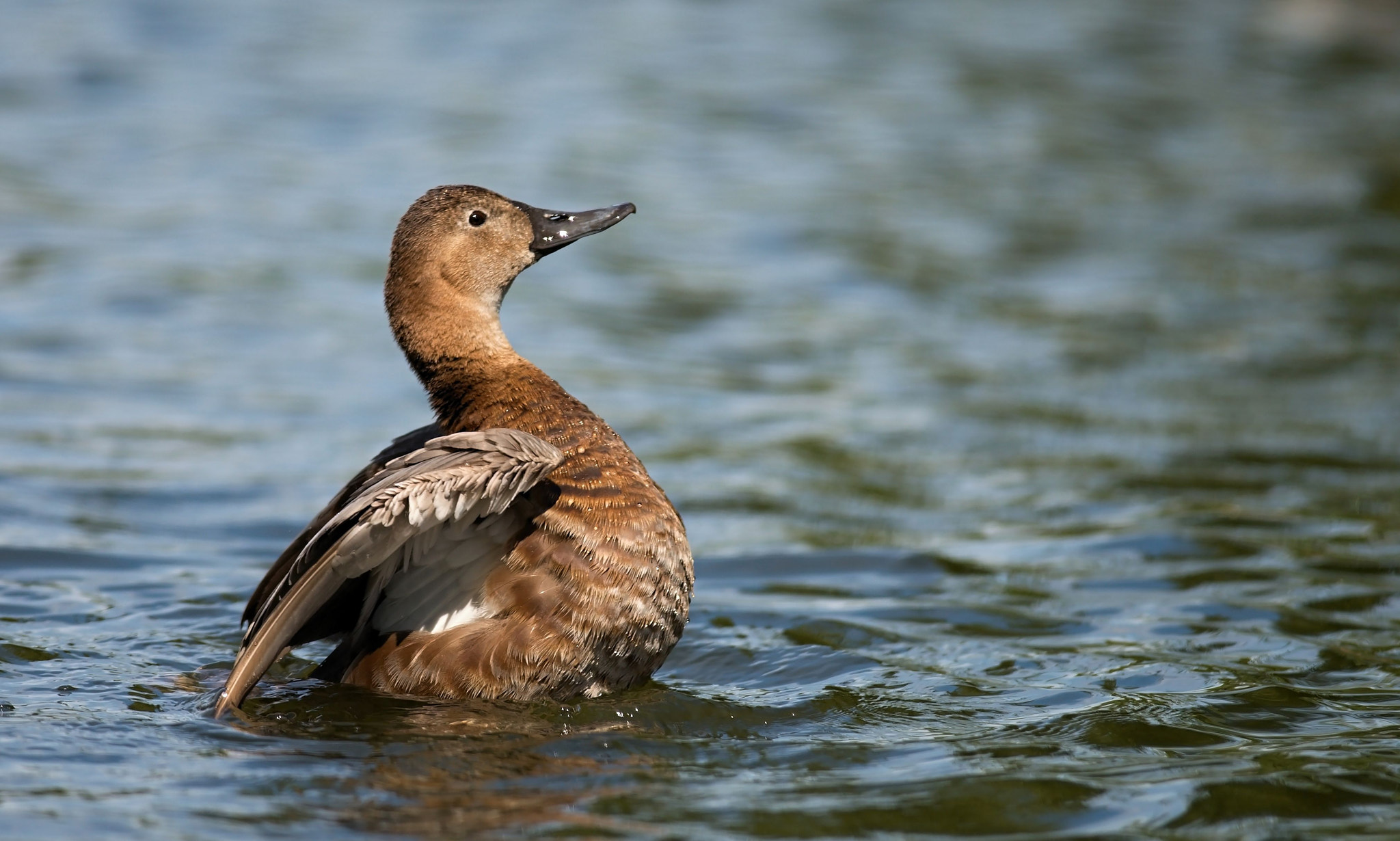 Nikon D610 + Nikon AF-S Nikkor 300mm F4D ED-IF sample photo. Common pochard, female photography