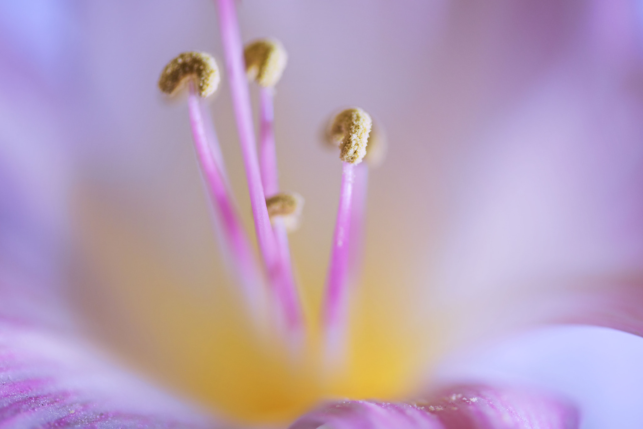Canon EF 100mm F2.8 Macro USM sample photo. Img photography