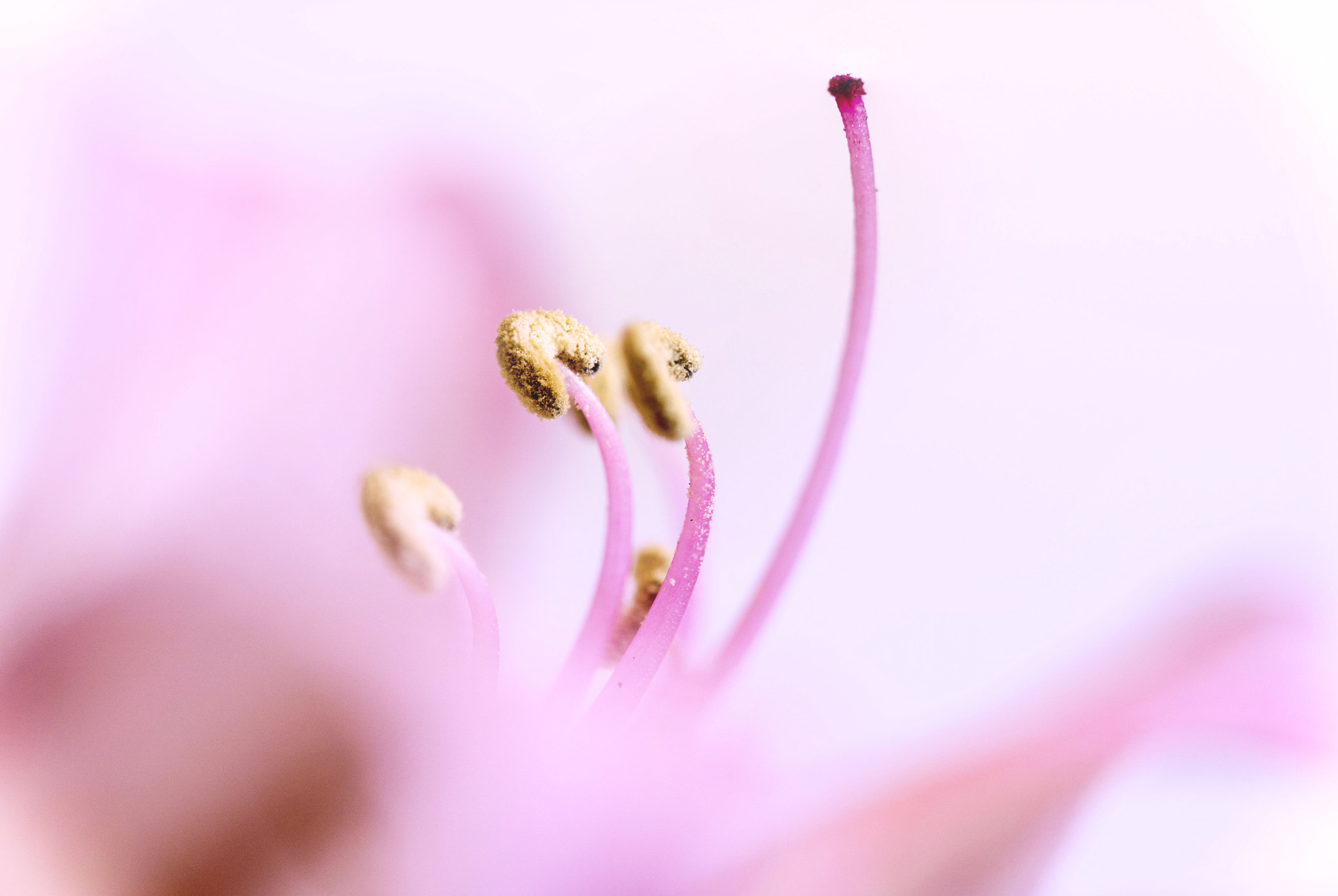 Canon EF 100mm F2.8 Macro USM sample photo. Untitled photography