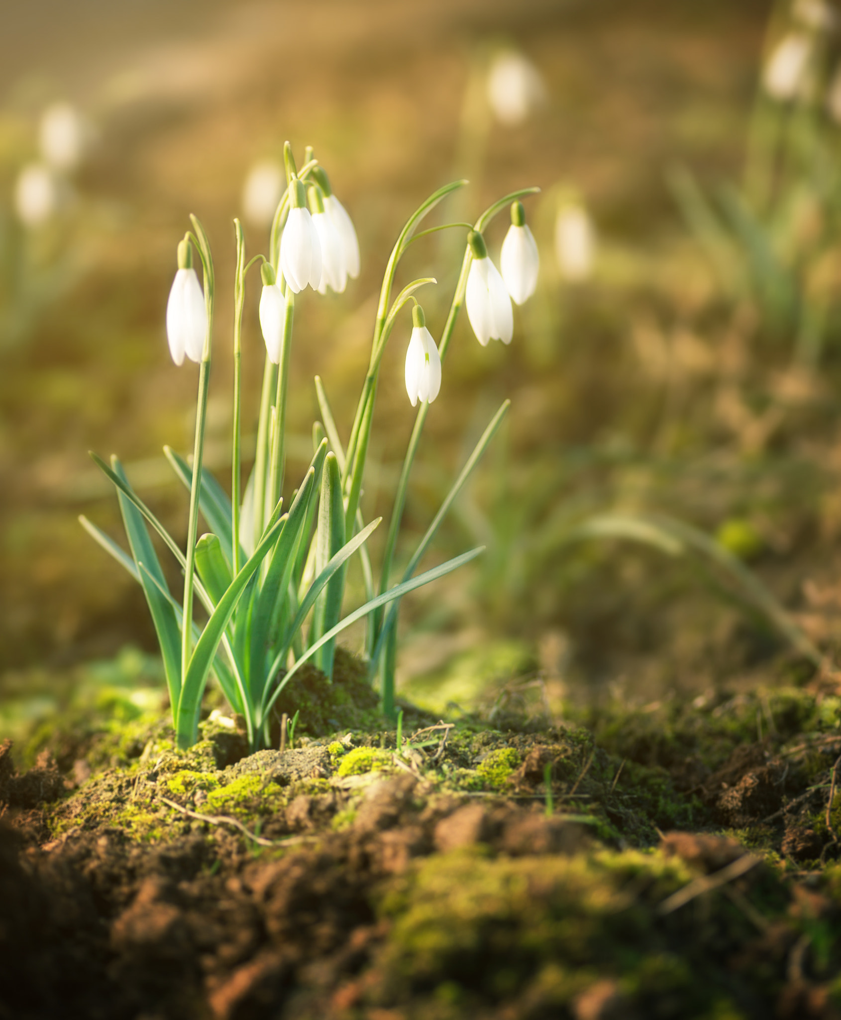 Canon EOS 6D + Tamron SP AF 90mm F2.8 Di Macro sample photo. Spring light photography