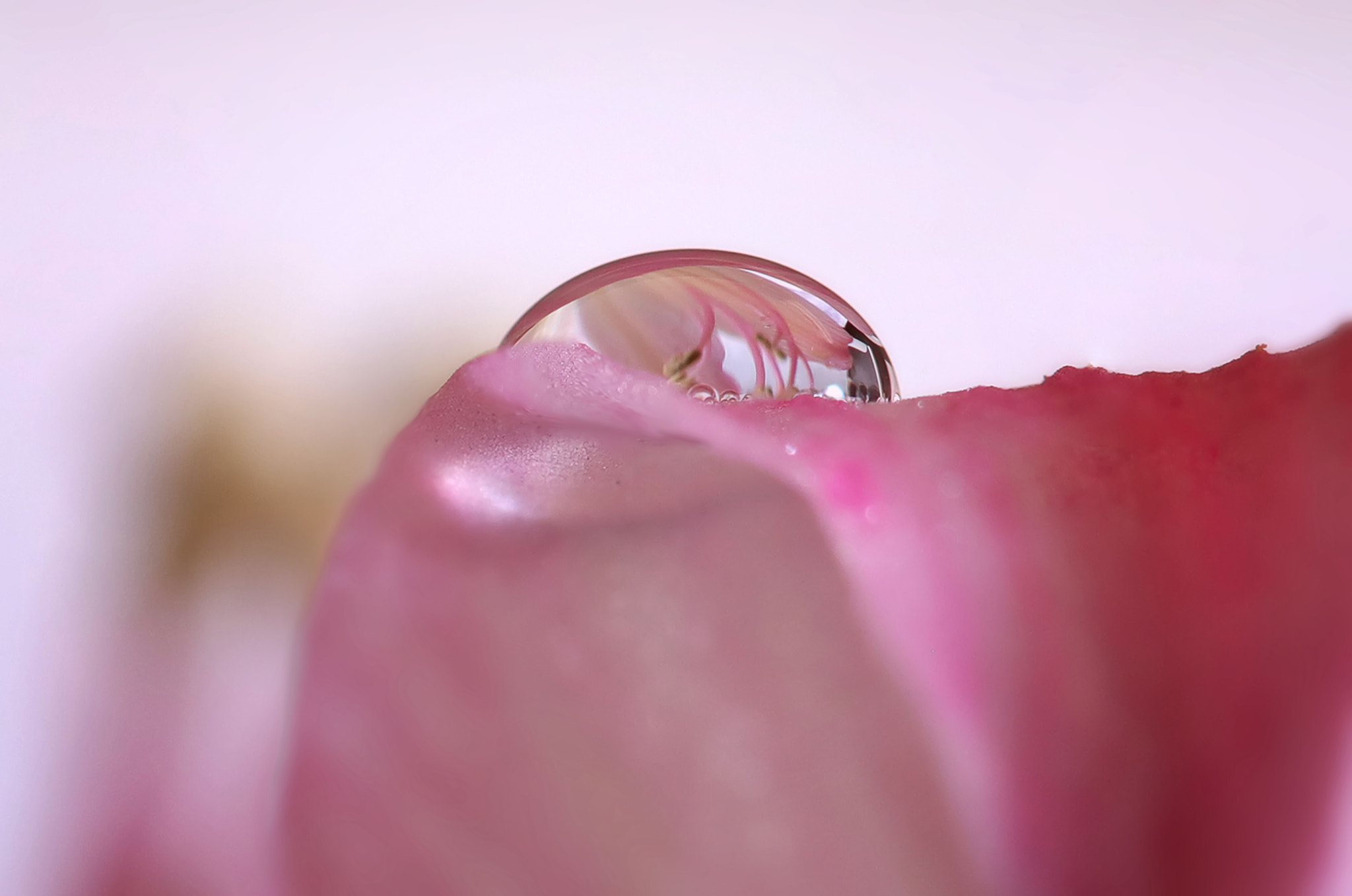 Canon EF 100mm F2.8 Macro USM sample photo. Untitled photography