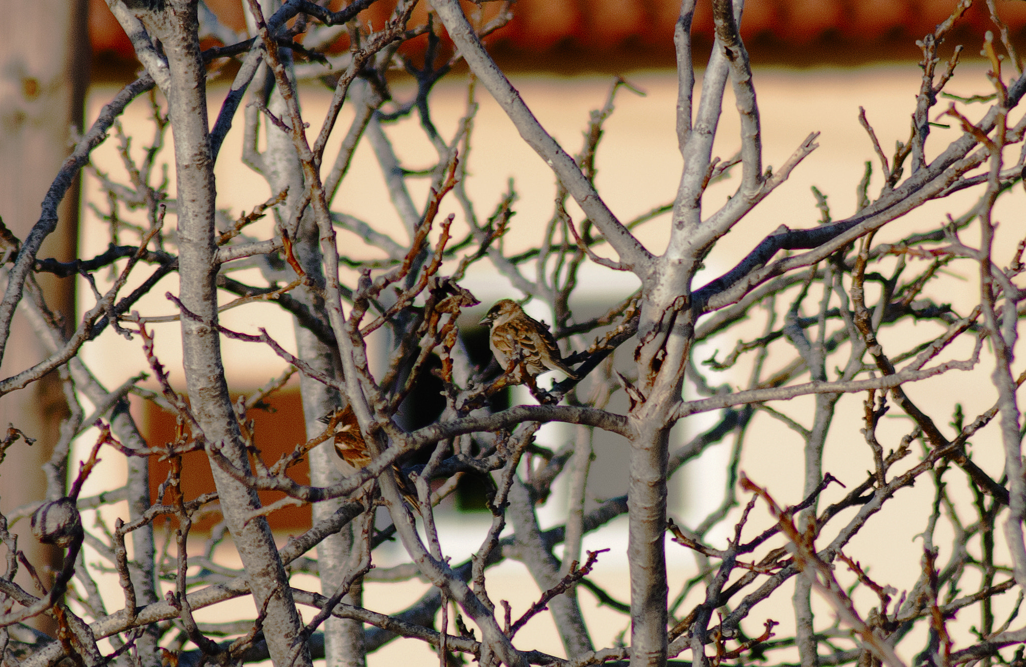 Nikon D300 sample photo. Bird photography