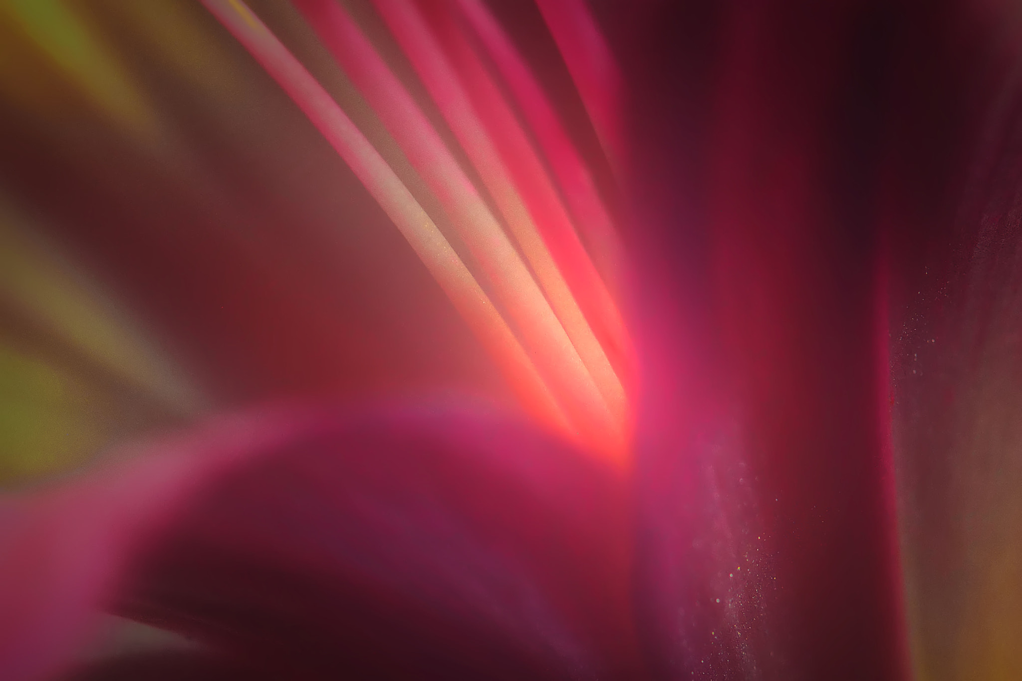 Canon EF 100mm F2.8 Macro USM sample photo. It's a kind of magic photography
