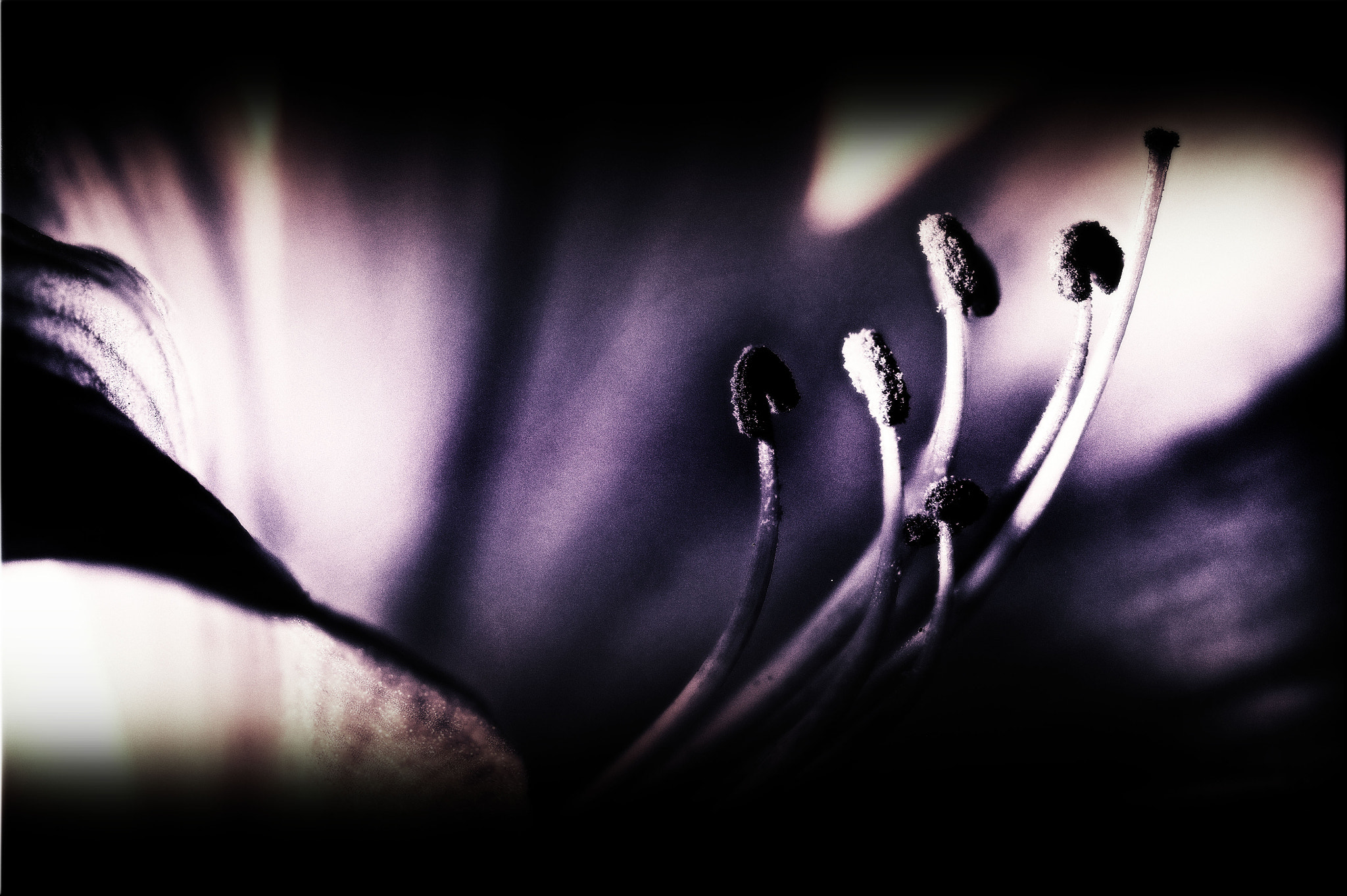Canon EF 100mm F2.8 Macro USM sample photo. Untitledb&wafterglow photography