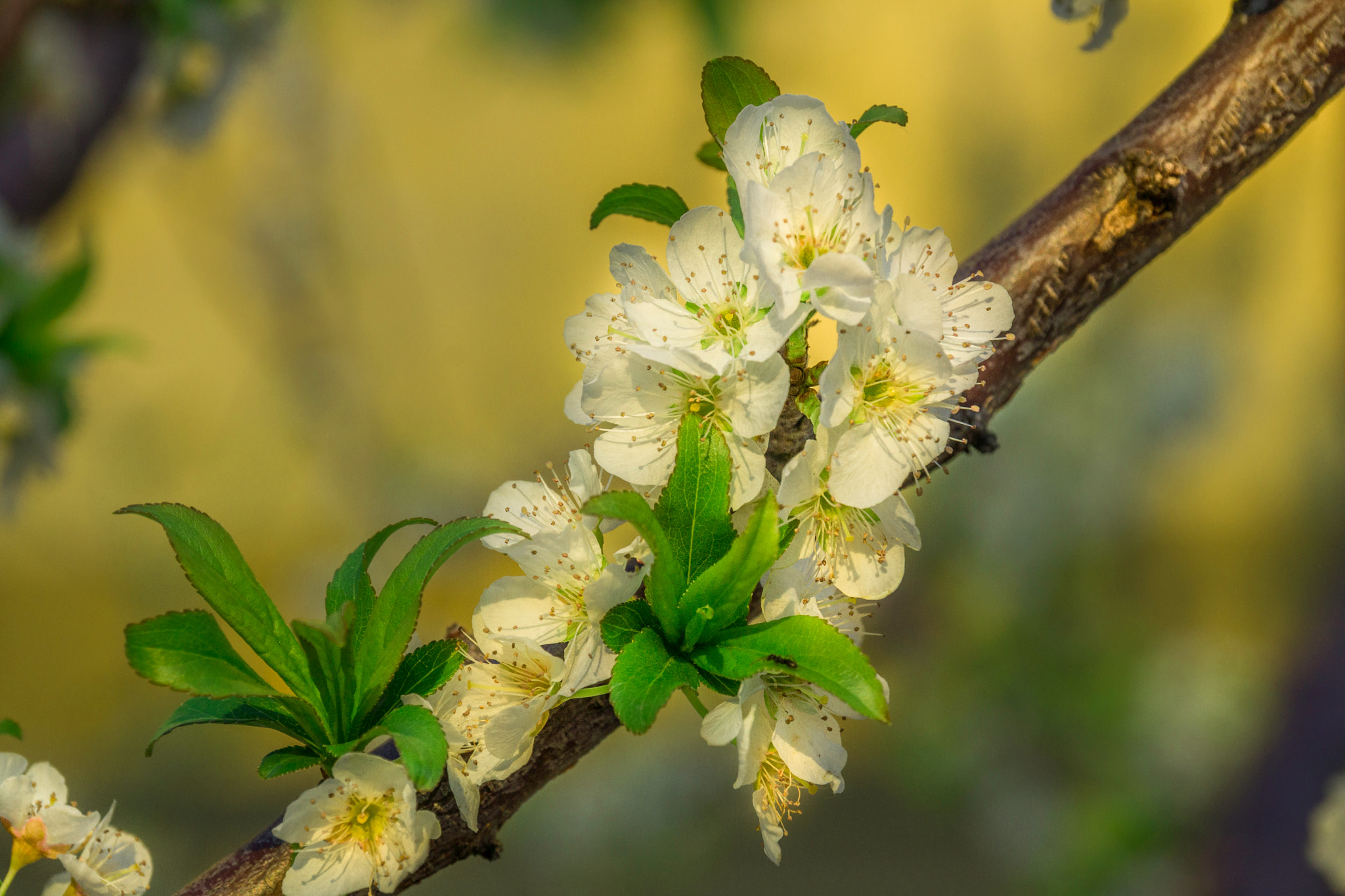 Sony SLT-A65 (SLT-A65V) sample photo. Spring arrives photography