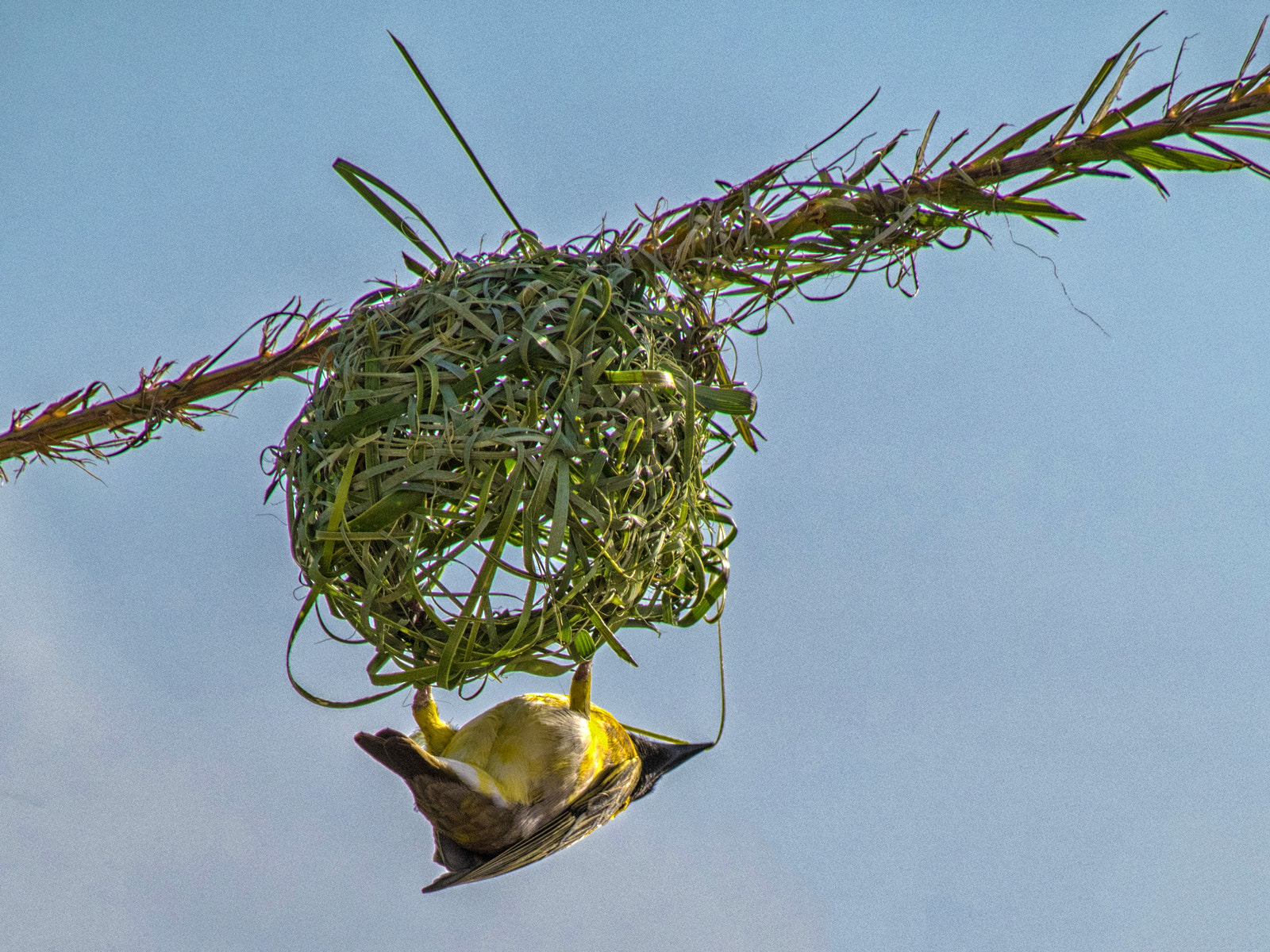 Olympus OM-D E-M1 sample photo. Webervogel 2 photography