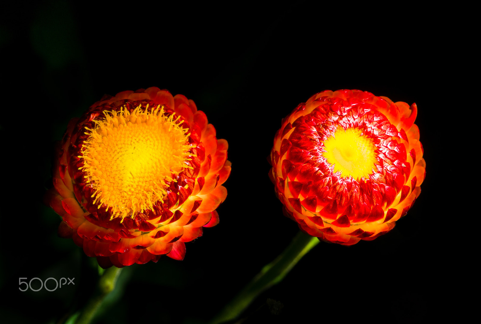 Canon EF 100mm F2.8L Macro IS USM sample photo. Two small red lanterns photography