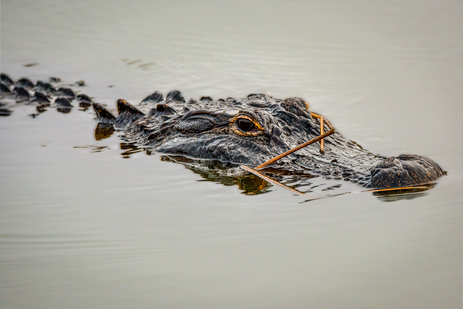 Nikon D810 + Sigma 50mm F2.8 EX DG Macro sample photo. Stealth - gator on the prowl photography