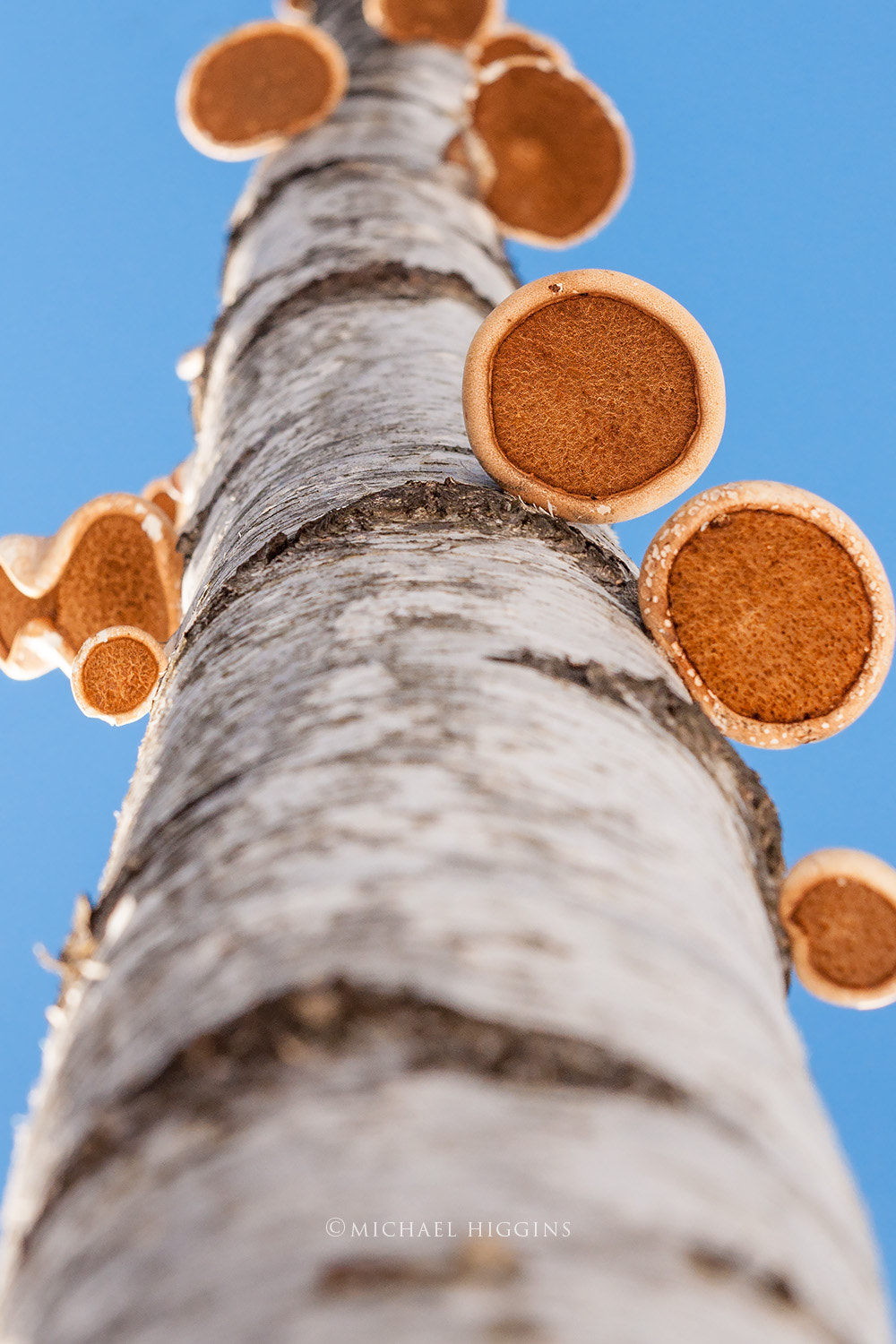 Nikon AF-S Nikkor 24-70mm F2.8G ED sample photo. Fungii underbelly photography