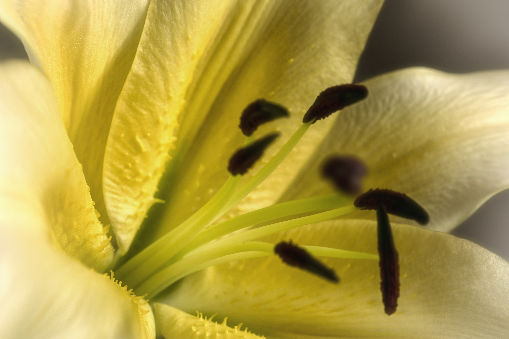 Canon EF 100mm F2.8 Macro USM sample photo. Img photography