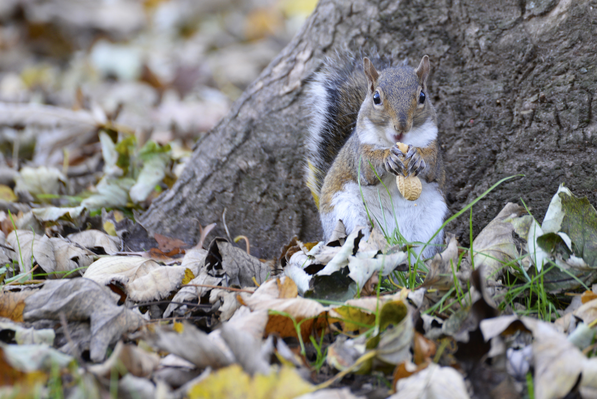 Nikon D610 sample photo. Squirrel!!  <3 photography