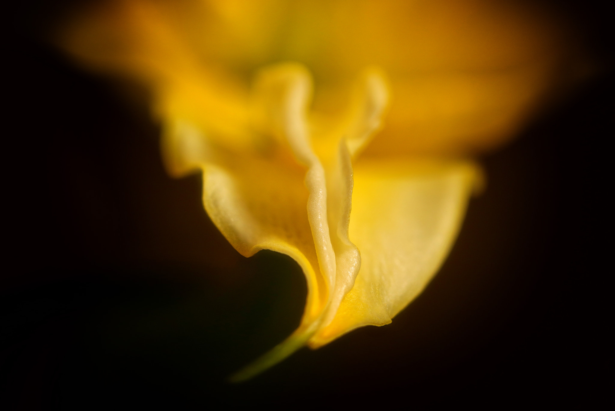 Canon EF 100mm F2.8 Macro USM sample photo. Untitled photography