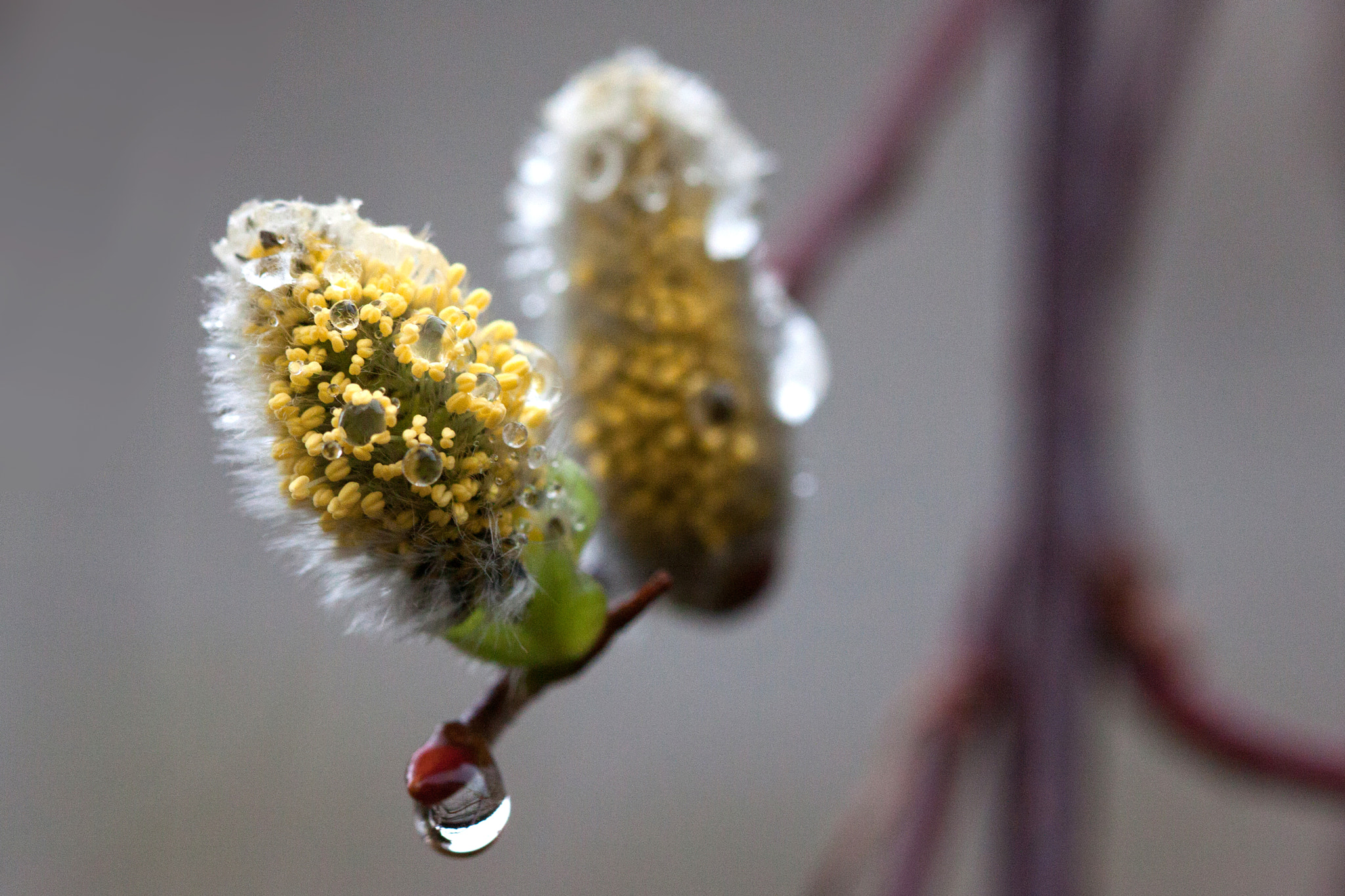 Canon EF 100mm F2.8 Macro USM sample photo. Les chatons mouillés (wet flowers of willow) photography