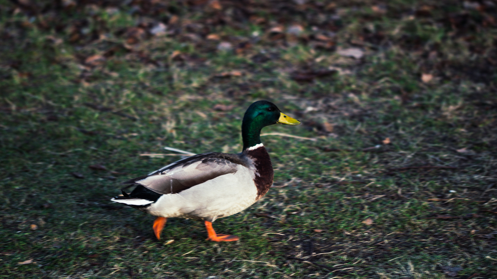 Sony SLT-A58 + 105mm F2.8 sample photo. Duck photography