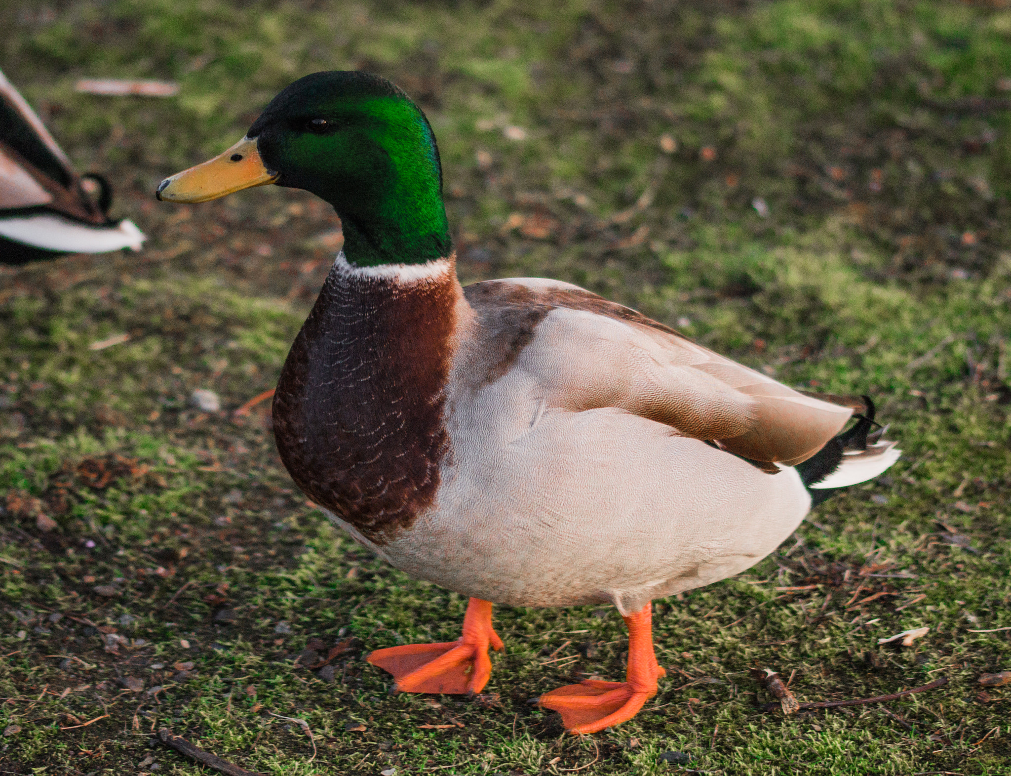 Sony SLT-A58 + 105mm F2.8 sample photo. Male duck running photography