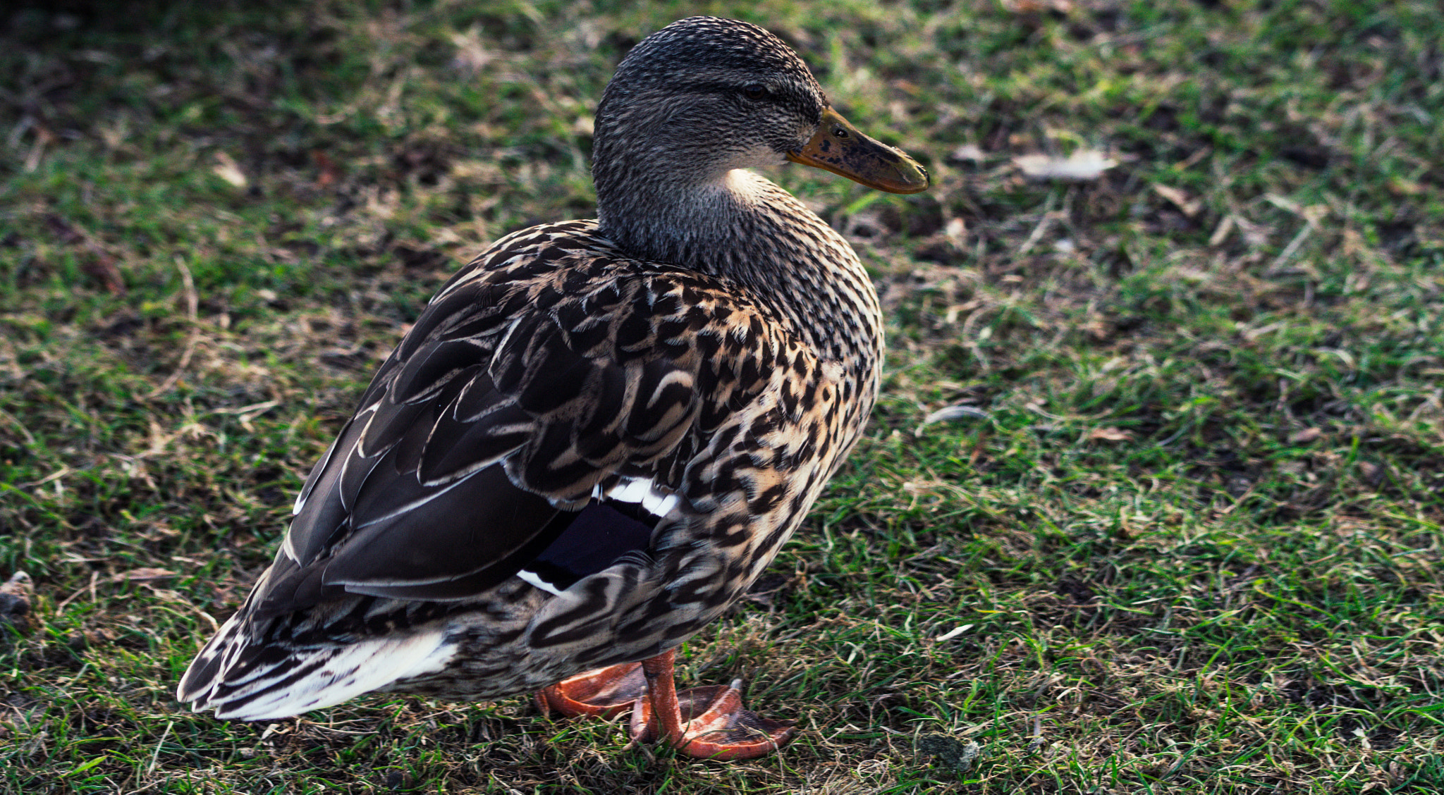 Sony SLT-A58 + 105mm F2.8 sample photo. Female duck photography