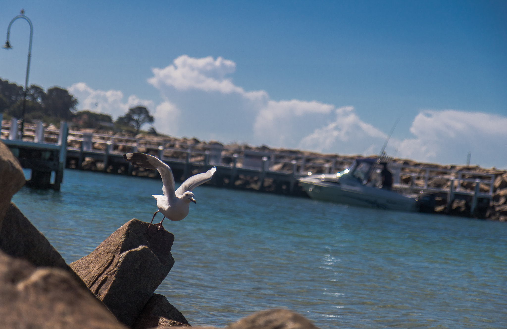 Canon EOS 750D (EOS Rebel T6i / EOS Kiss X8i) sample photo. Seagull, sorrento, mornington peninsula, australia photography