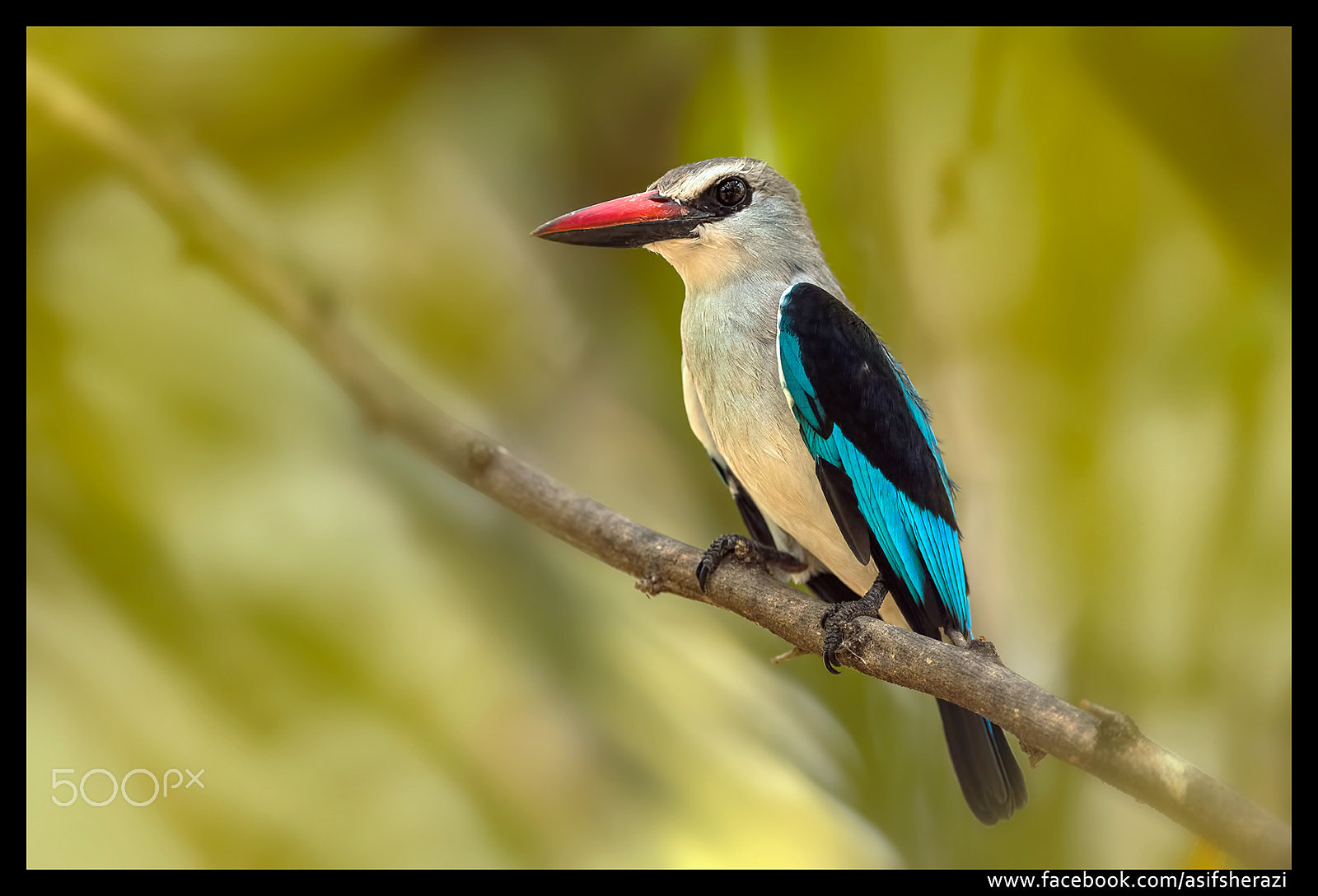 Nikon D5 + Nikon AF-S Nikkor 600mm F4E FL ED VR sample photo. Beauty of the nature photography