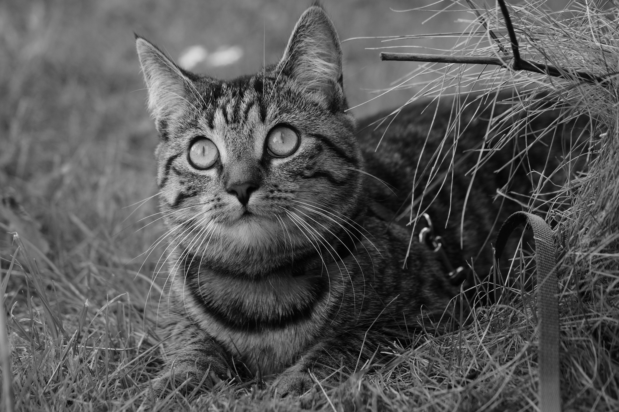 Sony DT 55-200mm F4-5.6 SAM sample photo. B/w cat photography