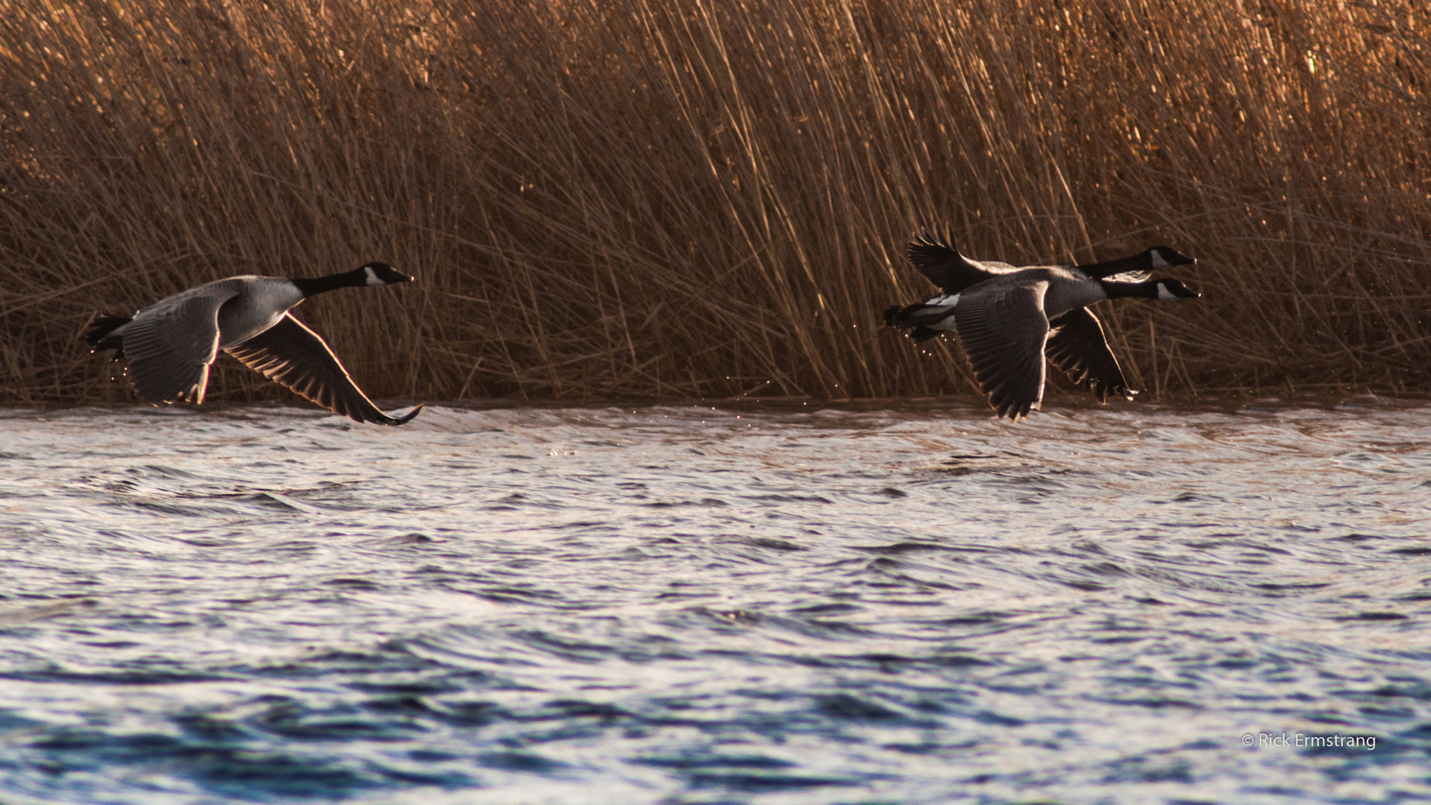 Nikon D90 + AF Nikkor 180mm f/2.8 IF-ED sample photo. Goose photography