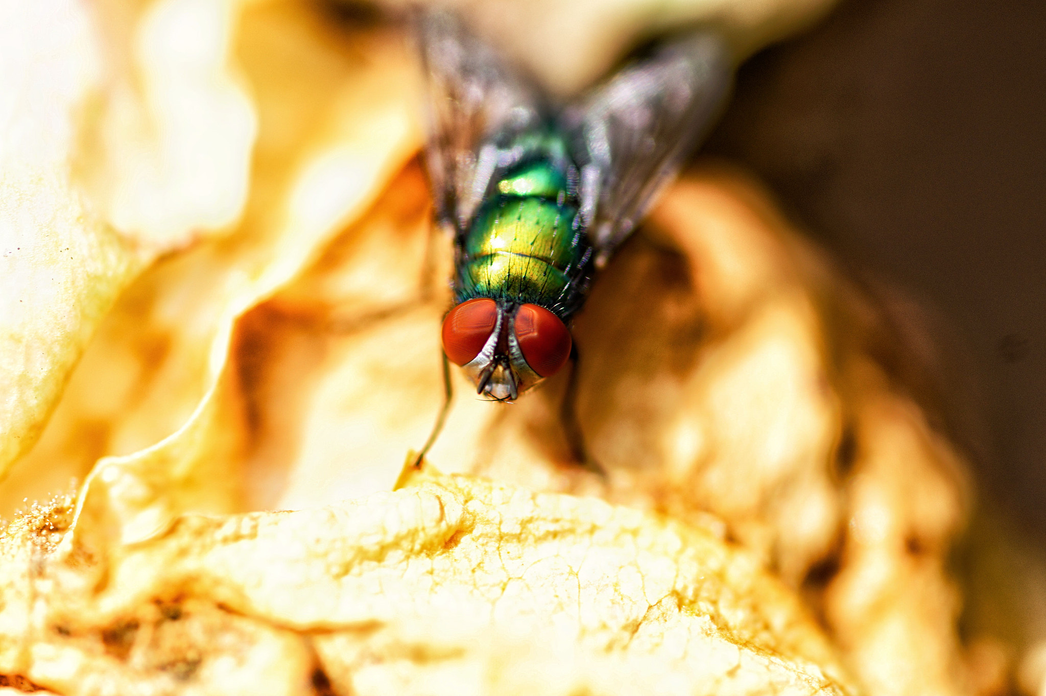 Sony SLT-A58 + 105mm F2.8 sample photo. Fly photography