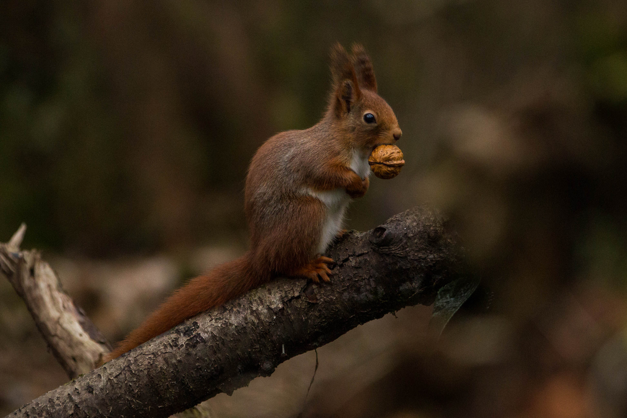 Canon EOS 7D sample photo. Squirrel problems photography