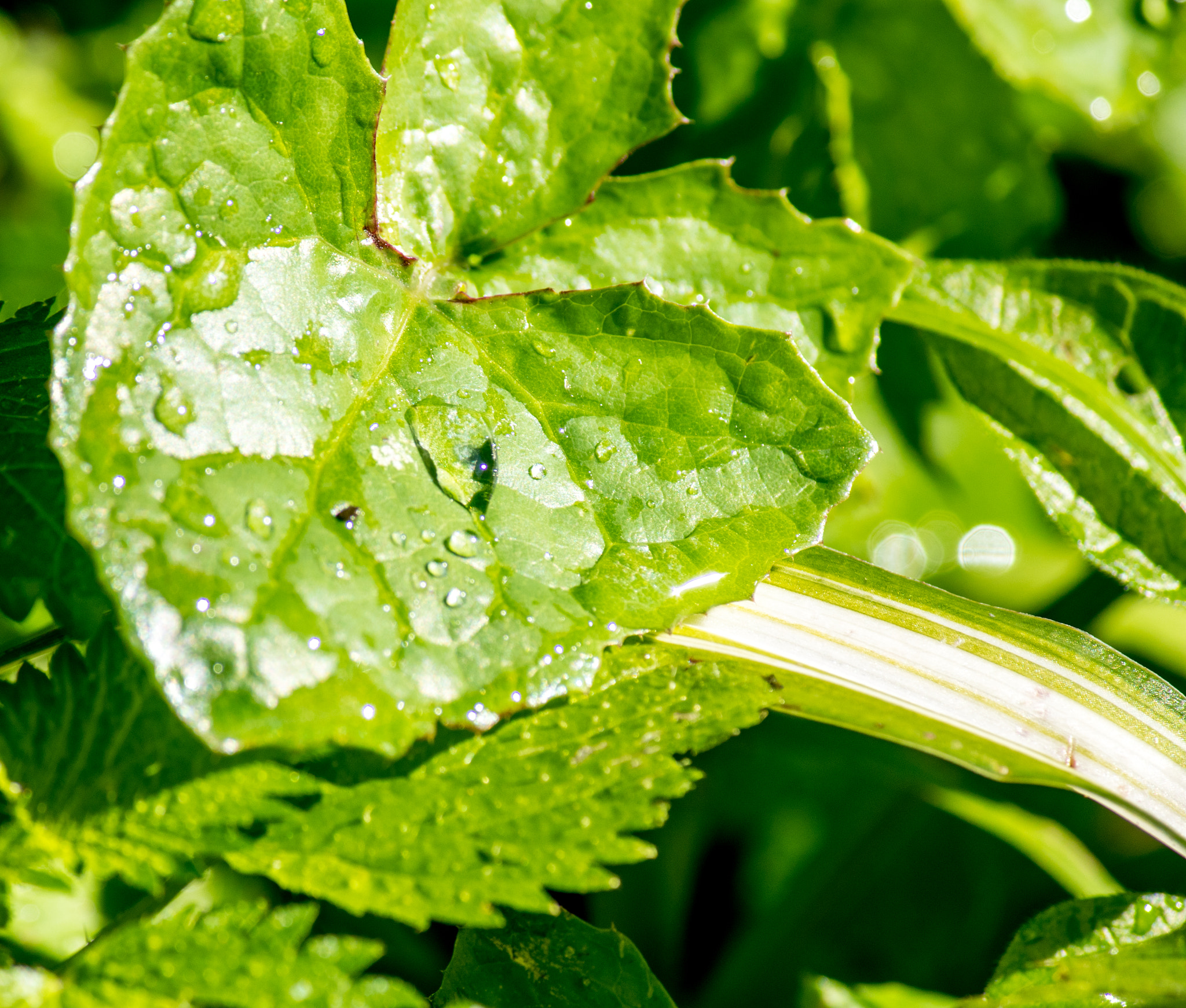 Canon EF-S 55-250mm F4-5.6 IS sample photo. Water drops photography