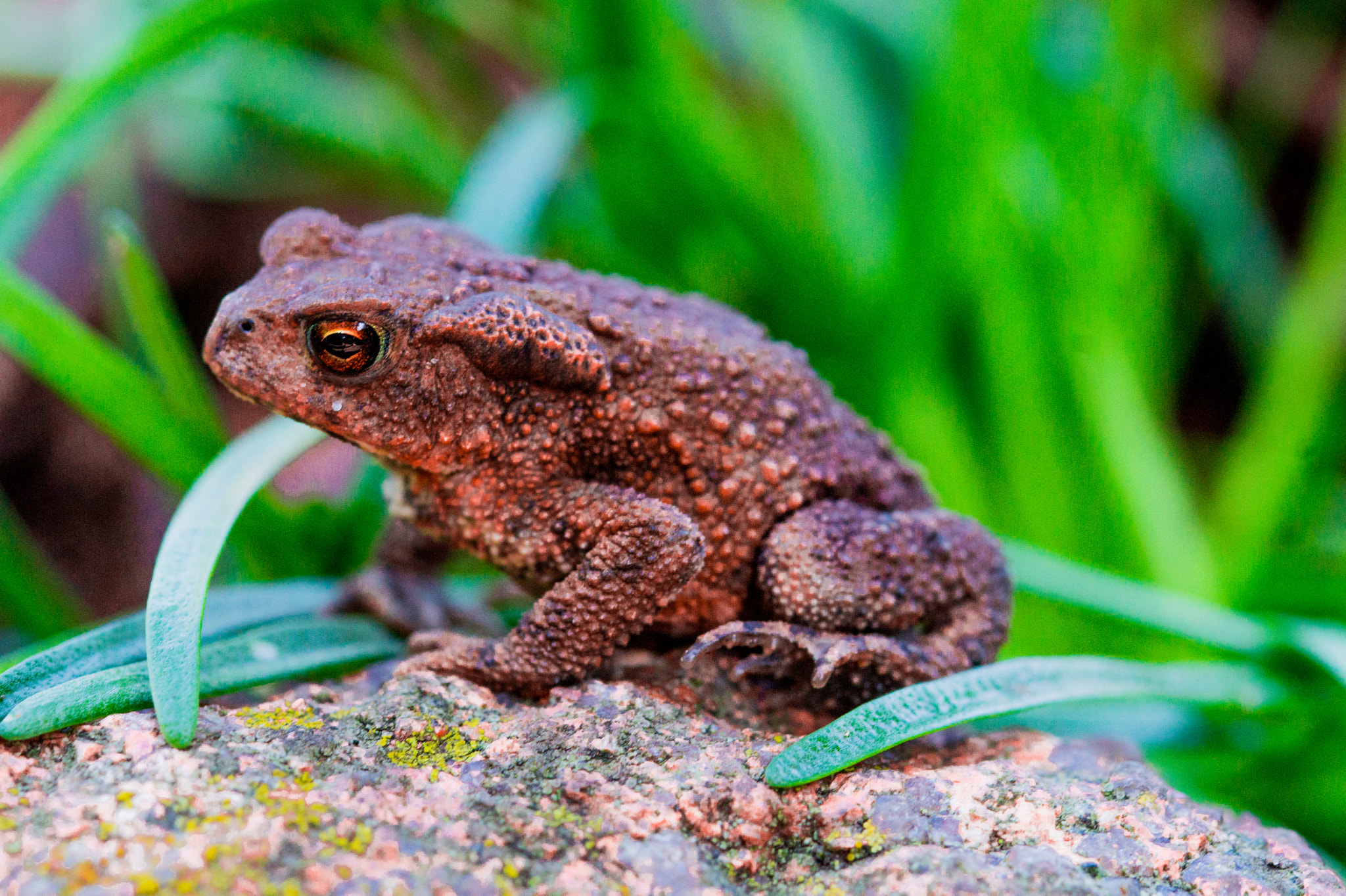 Sony SLT-A58 + 105mm F2.8 sample photo. Frog photography