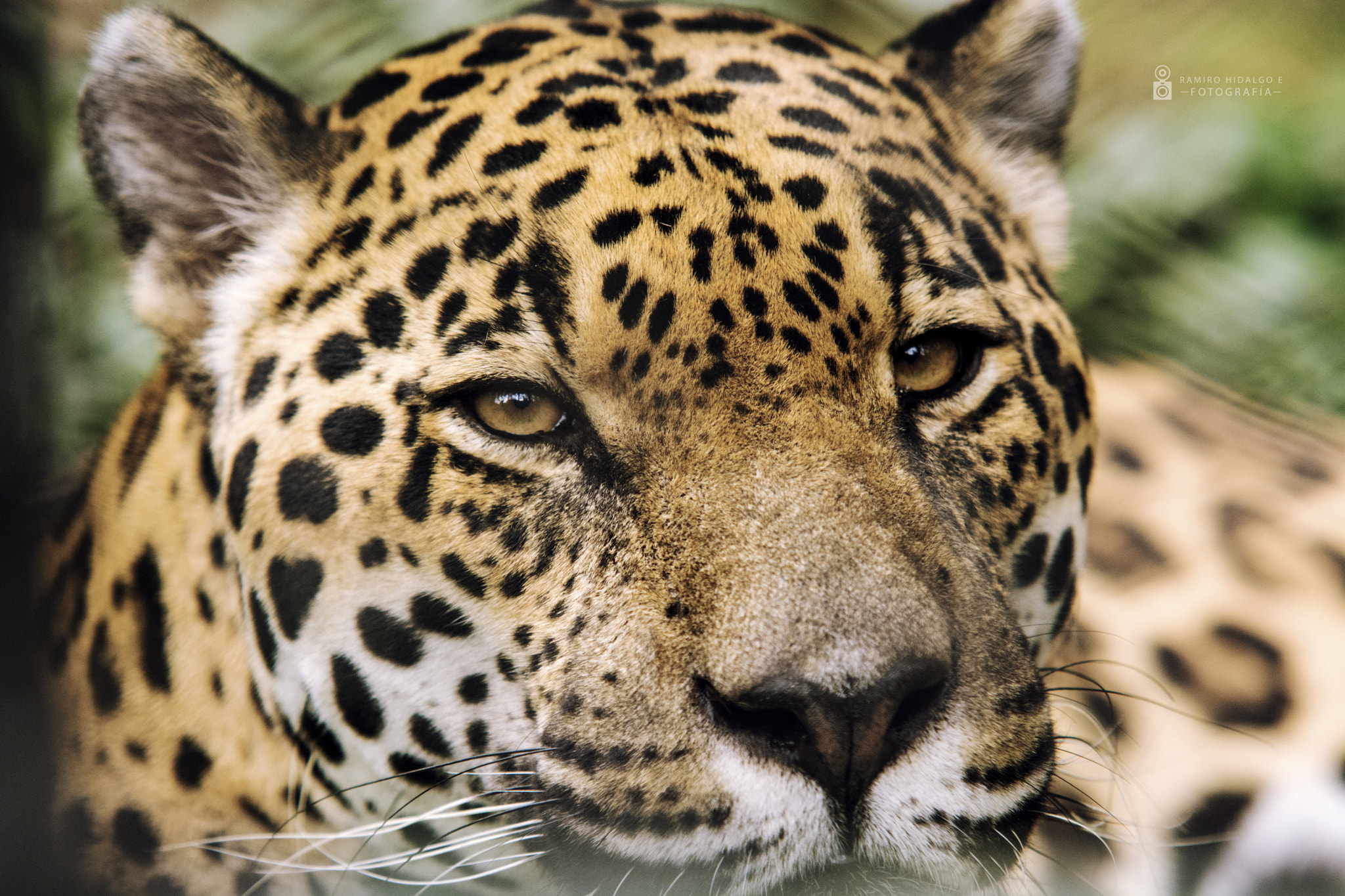 Nikon D7100 + Sigma 70-200mm F2.8 EX DG Macro HSM II sample photo. Jaguar photography