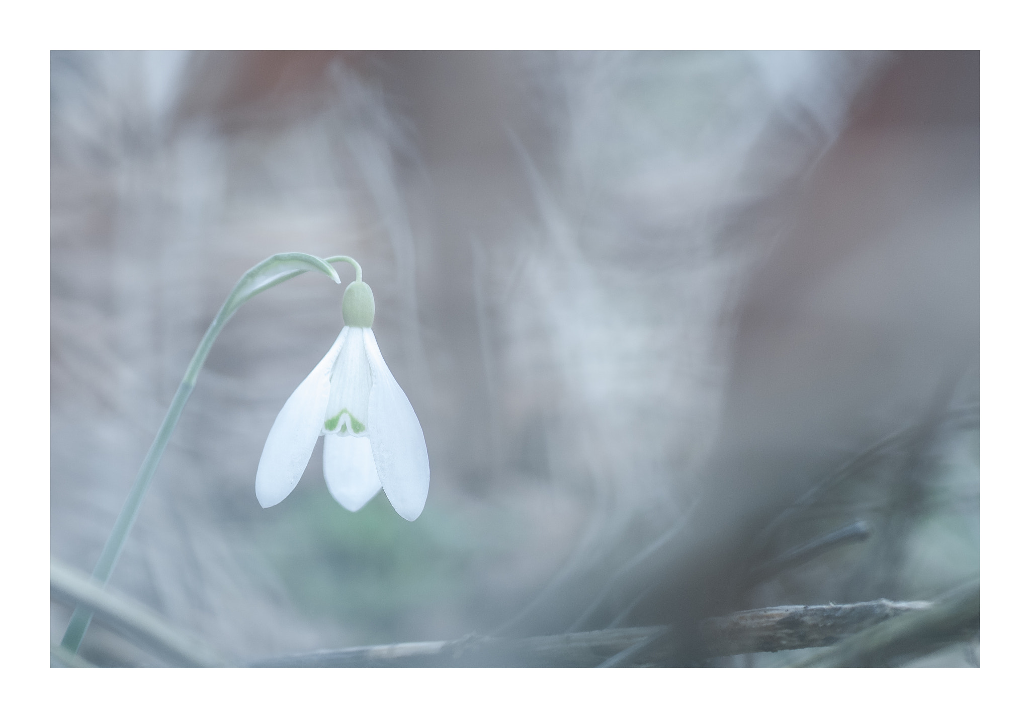 Nikon D300S sample photo. Perce neige photography