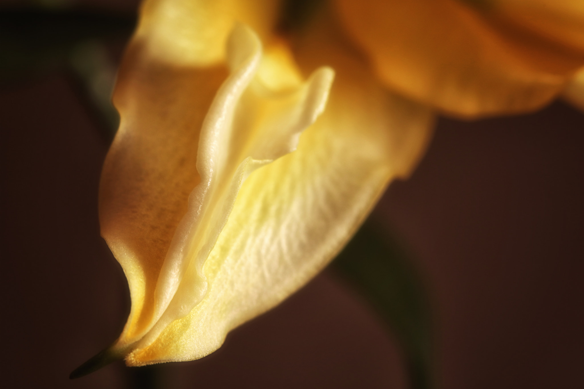 Canon EF 100mm F2.8 Macro USM sample photo. Untitled photography