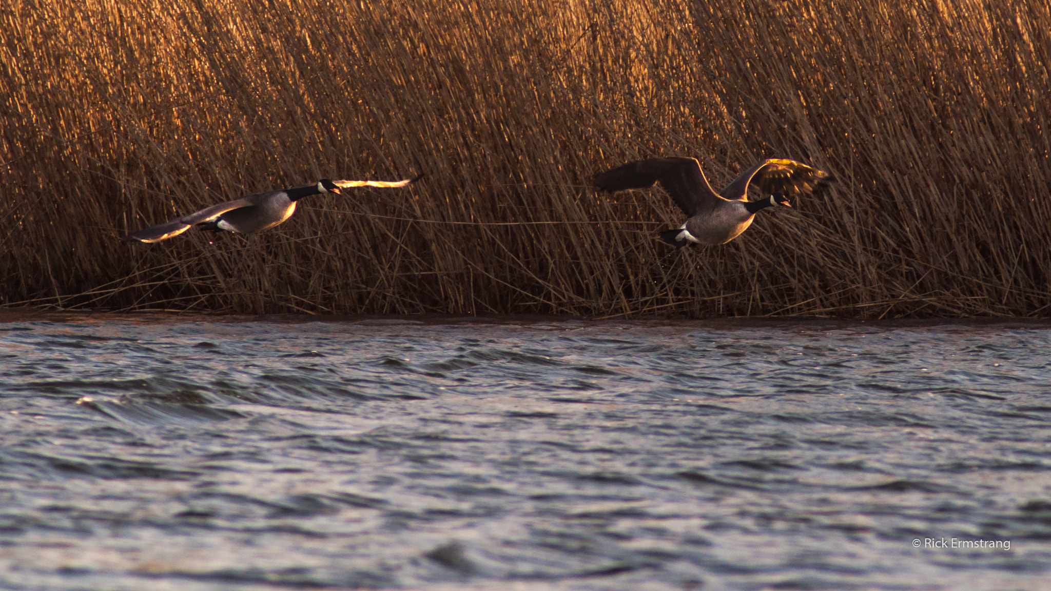 Nikon D90 + AF Nikkor 180mm f/2.8 IF-ED sample photo. Goose photography