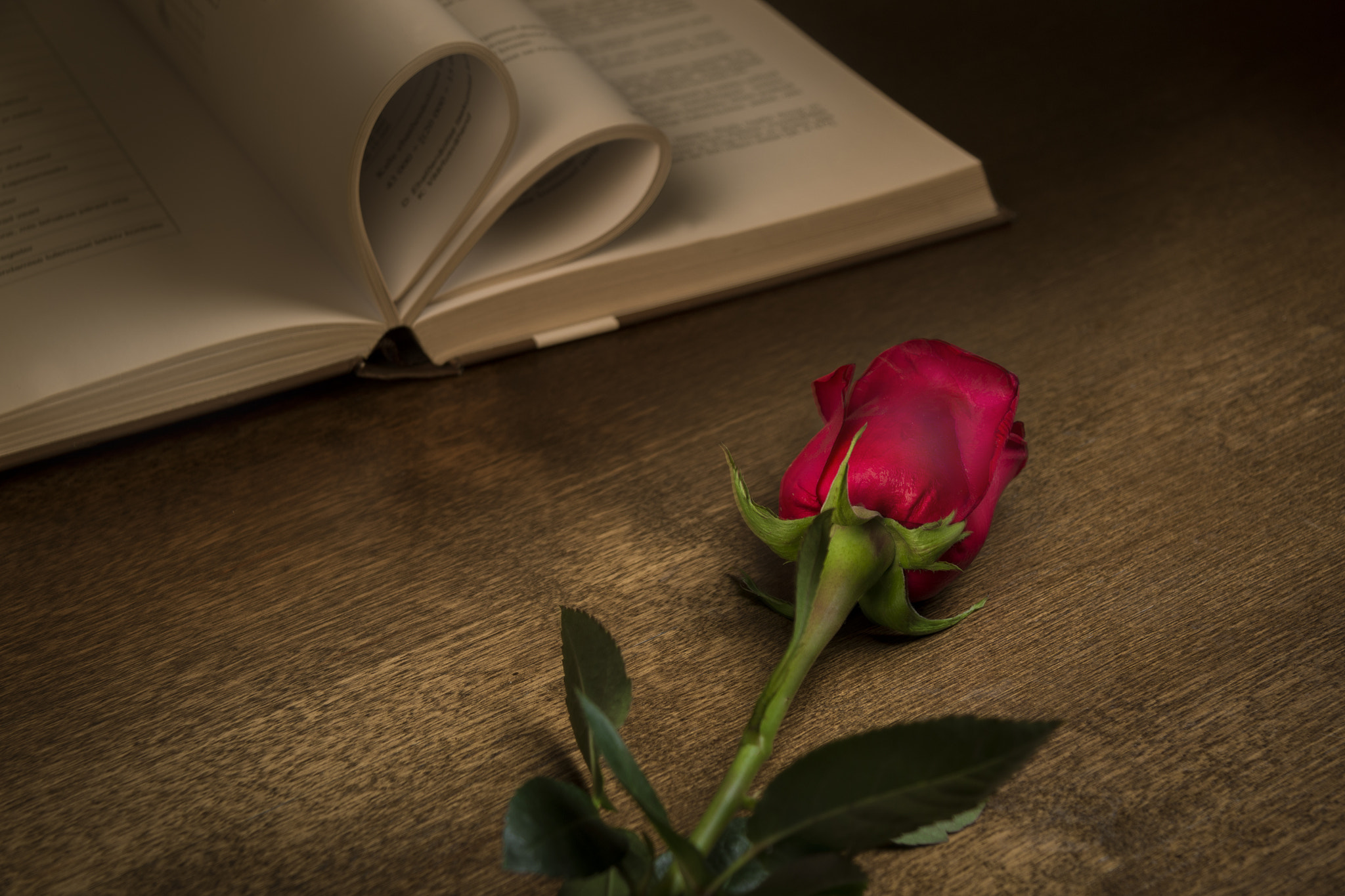 Canon EOS 70D + Canon EF-S 17-85mm F4-5.6 IS USM sample photo. Rose for international women's day photography