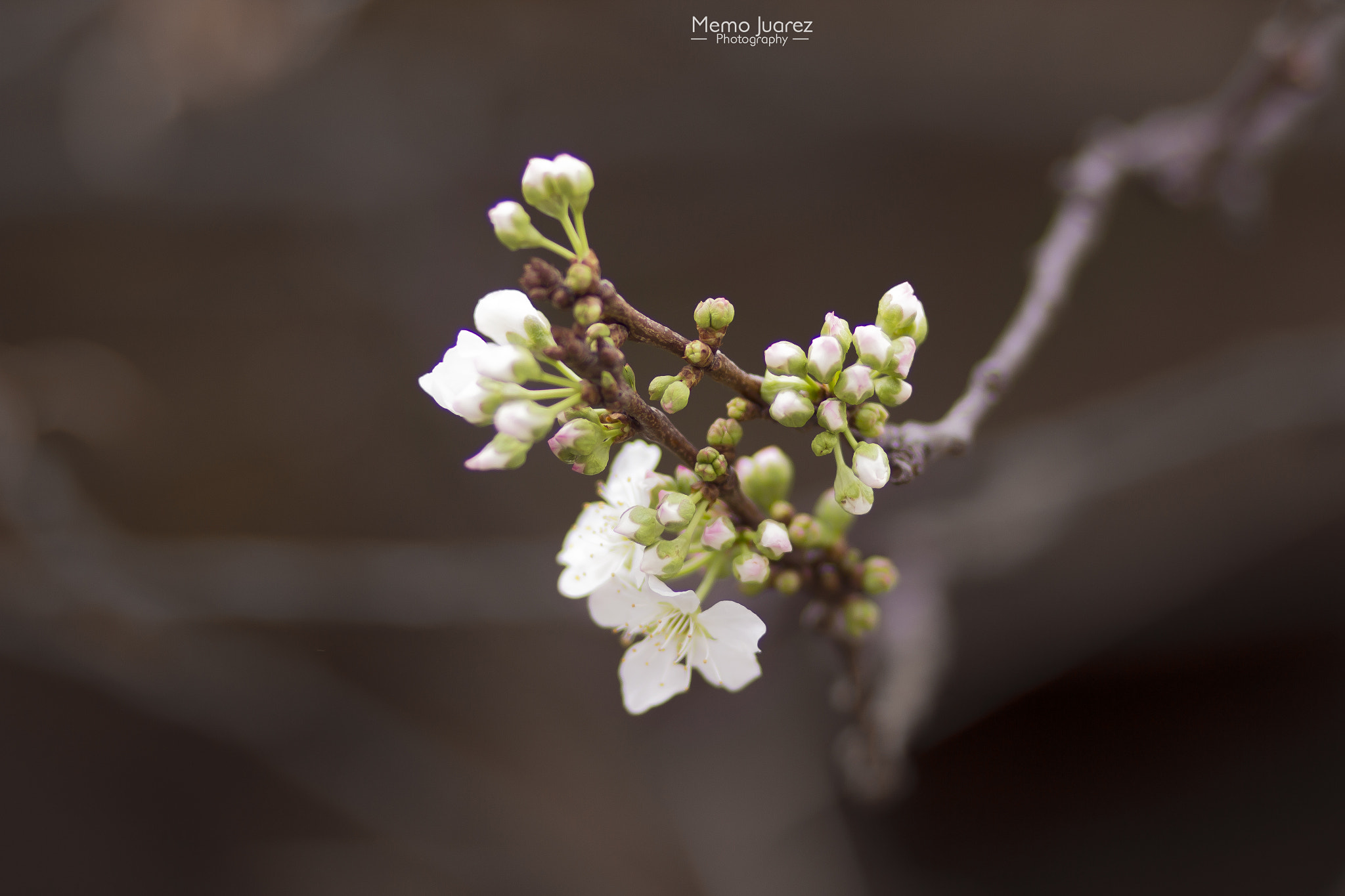 Canon EF 85mm F1.8 USM sample photo. Cerezo photography