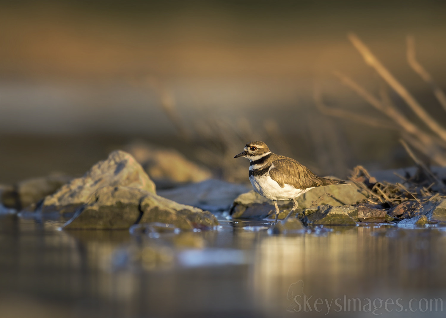 Nikon D7200 + Nikon AF-S Nikkor 500mm F4G ED VR sample photo. Quiet killdeer (killdeer) photography